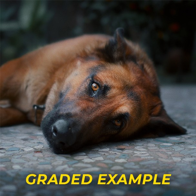 Cinematic S-Log3 Dog Footage