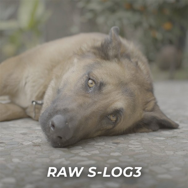 Cinematic S-Log3 Dog Footage