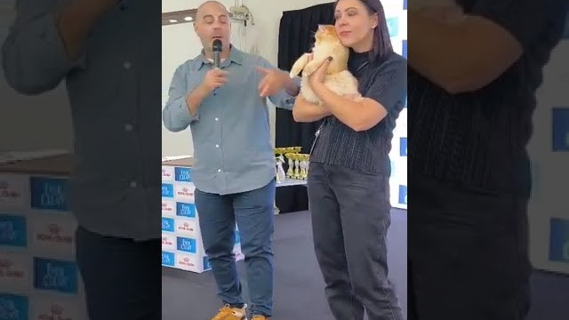 Έκθεση γάτας Αθήνα 2023. Питомник британских кошек драгоценных окрасов