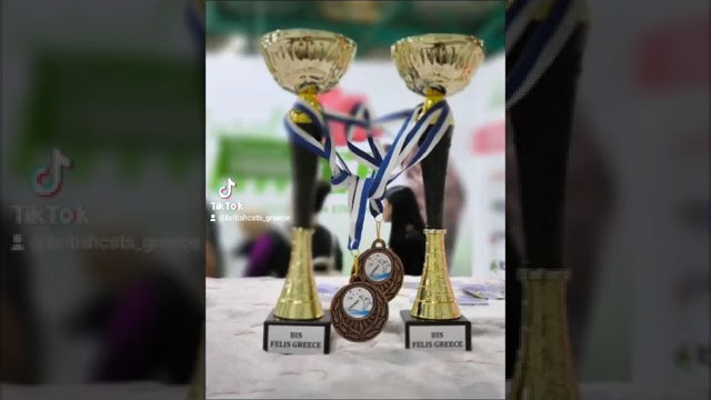 Έκθεση γάτας Αθήνα 2023. Питомник британских кошек драгоценных окрасов