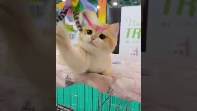 Έκθεση γάτας Αθήνα 2023. Питомник британских кошек драгоценных окрасов