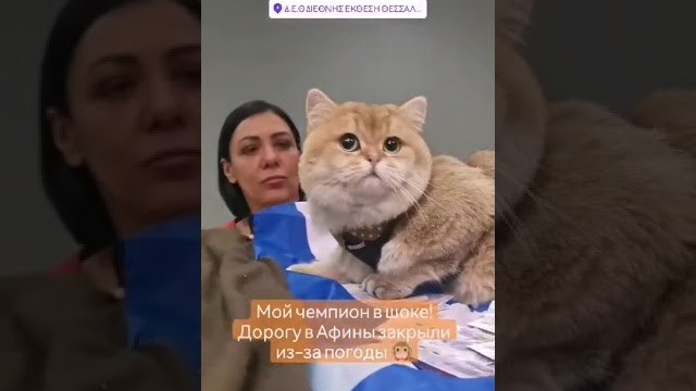 Thessaloniki, Greece, 4-5/02/2023. Εκτροφείο βρετανικής κοντότριχης γάτας στην Ελλάδα, χρυσή βρετανική γά