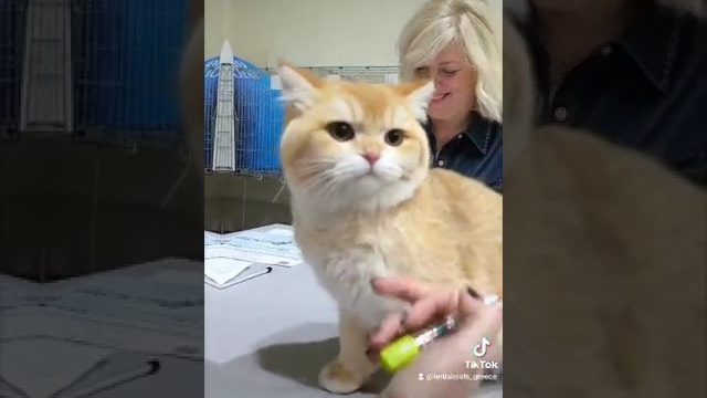 Έκθεση γάτας Αθήνα 2023. Питомник британских кошек драгоценных окрасов