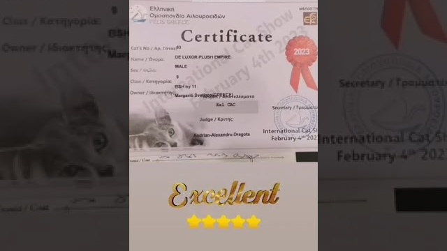 Thessaloniki, Greece, 4-5/02/2023. Εκτροφείο βρετανικής κοντότριχης γάτας στην Ελλάδα, χρυσή βρετανική γά