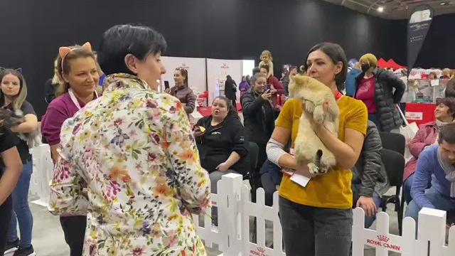 Bulgaria, Sofia 12-13/11/2022. Εκτροφείο βρετανικής κοντότριχης γάτας στην Ελλάδα, χρυσή βρετανική γά