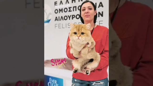 Thessaloniki, Greece, 4-5/02/2023. Εκτροφείο βρετανικής κοντότριχης γάτας στην Ελλάδα, χρυσή βρετανική γά