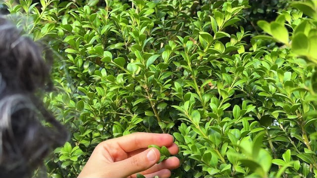 Videos Κήπων. Geoponitikon-Όταν η Επιστήμη συναντά την Τέχνη στο Φυσικό Τοπίο!