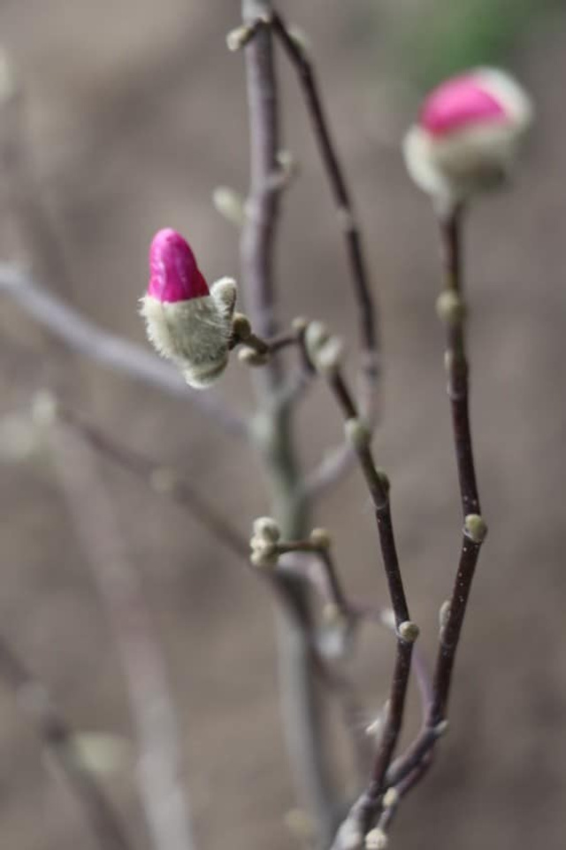 Alika Dia- Fotograf în Republica Moldova, Strășeni