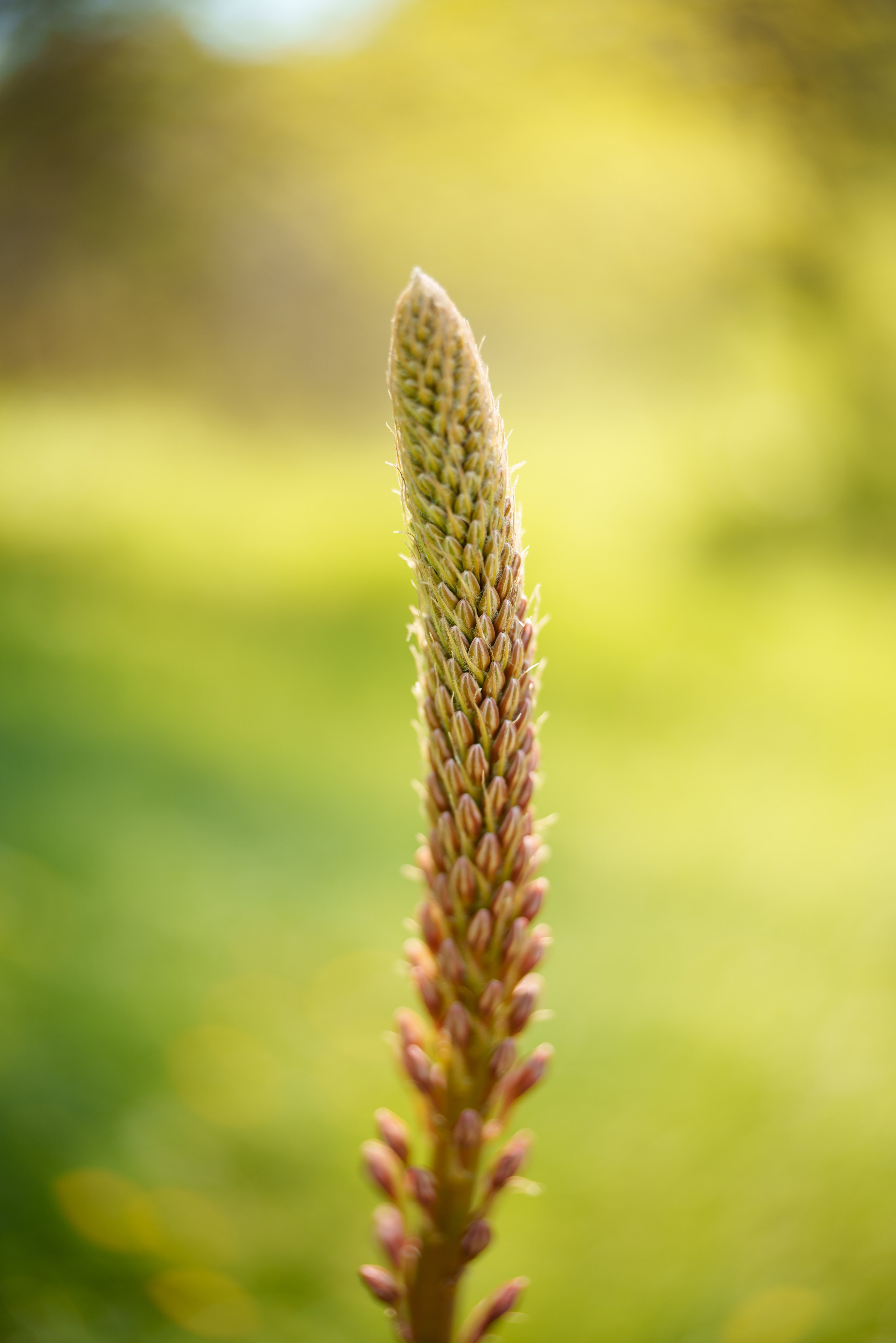 Вторая версия объектива Sigma 35 mm F1.4 DG Art. Обзор и опыт использования. Фотограф Григорий Кравец