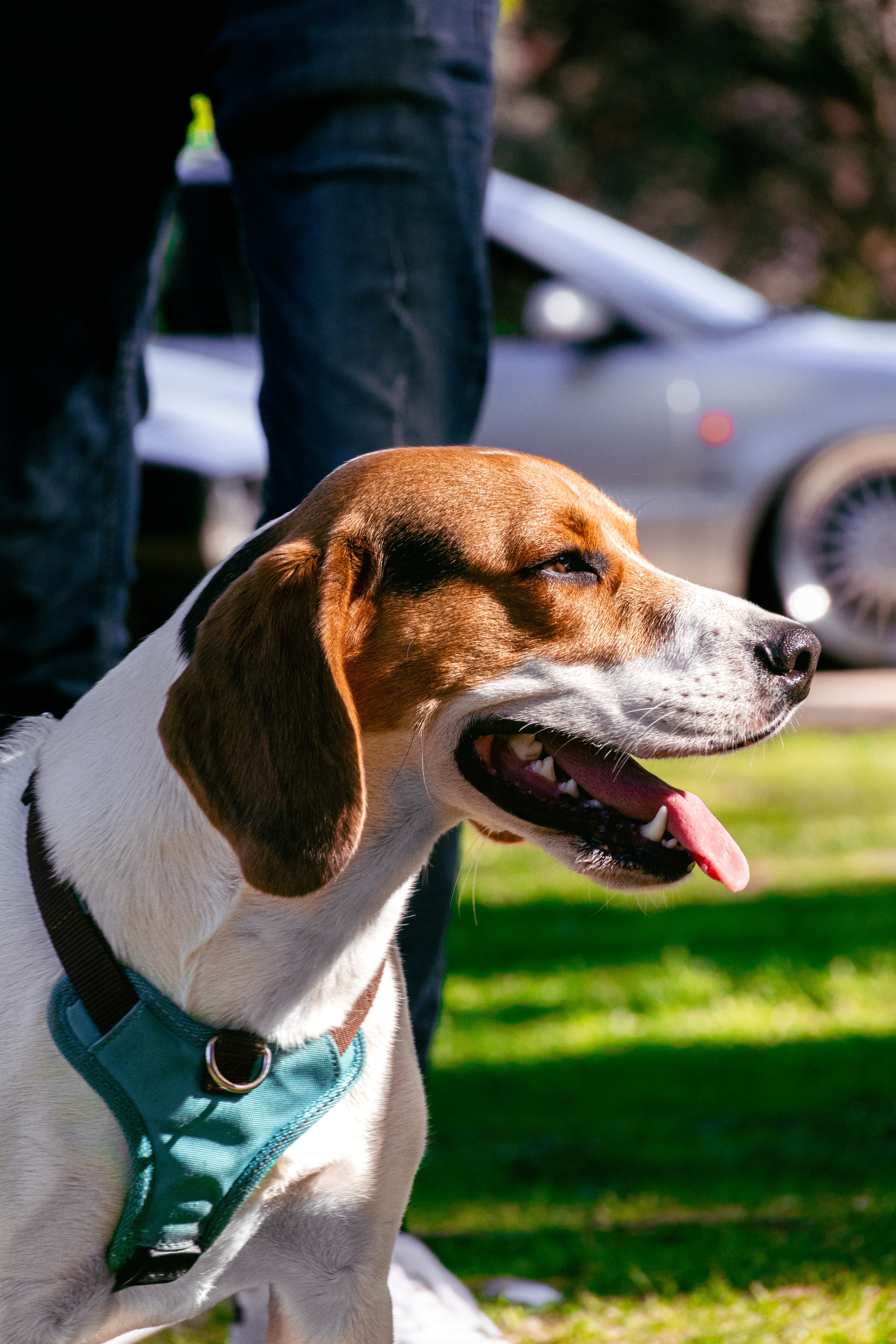 Animais. Fotógrafo espontâneo de eventos DGallery