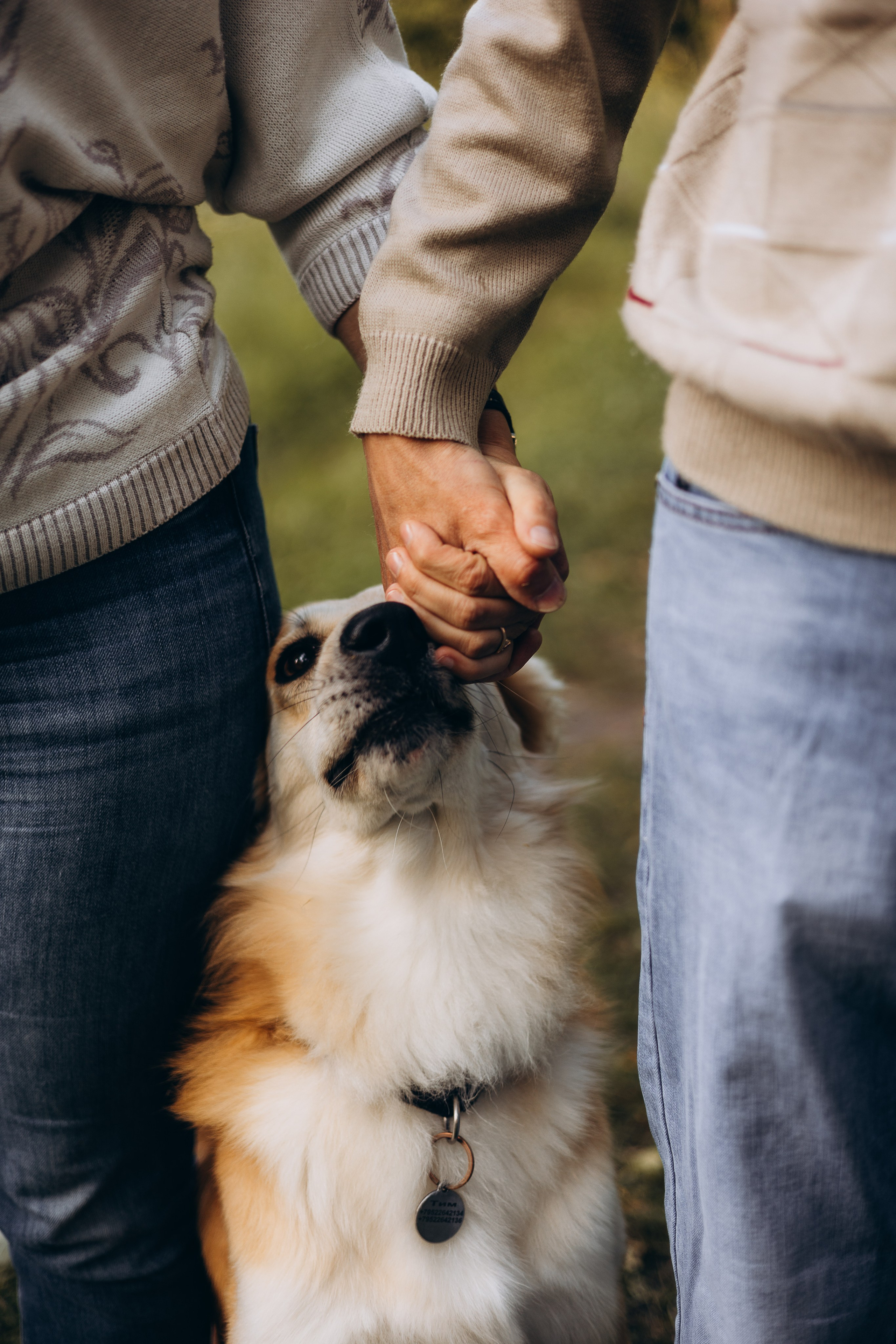 Услуги. Фотограф-анималист | Белград