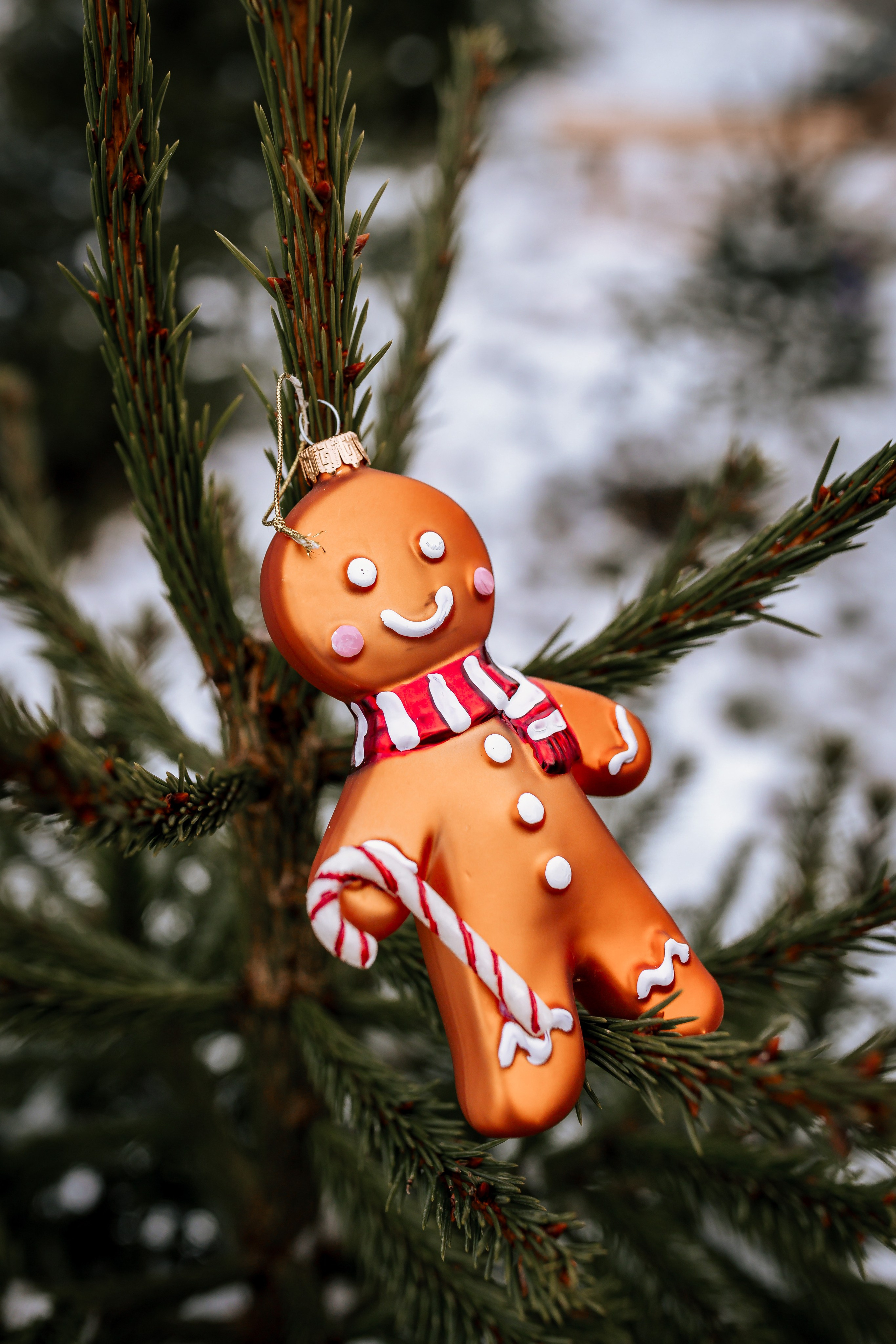 Ziemassvētku fotogrāfija. Home