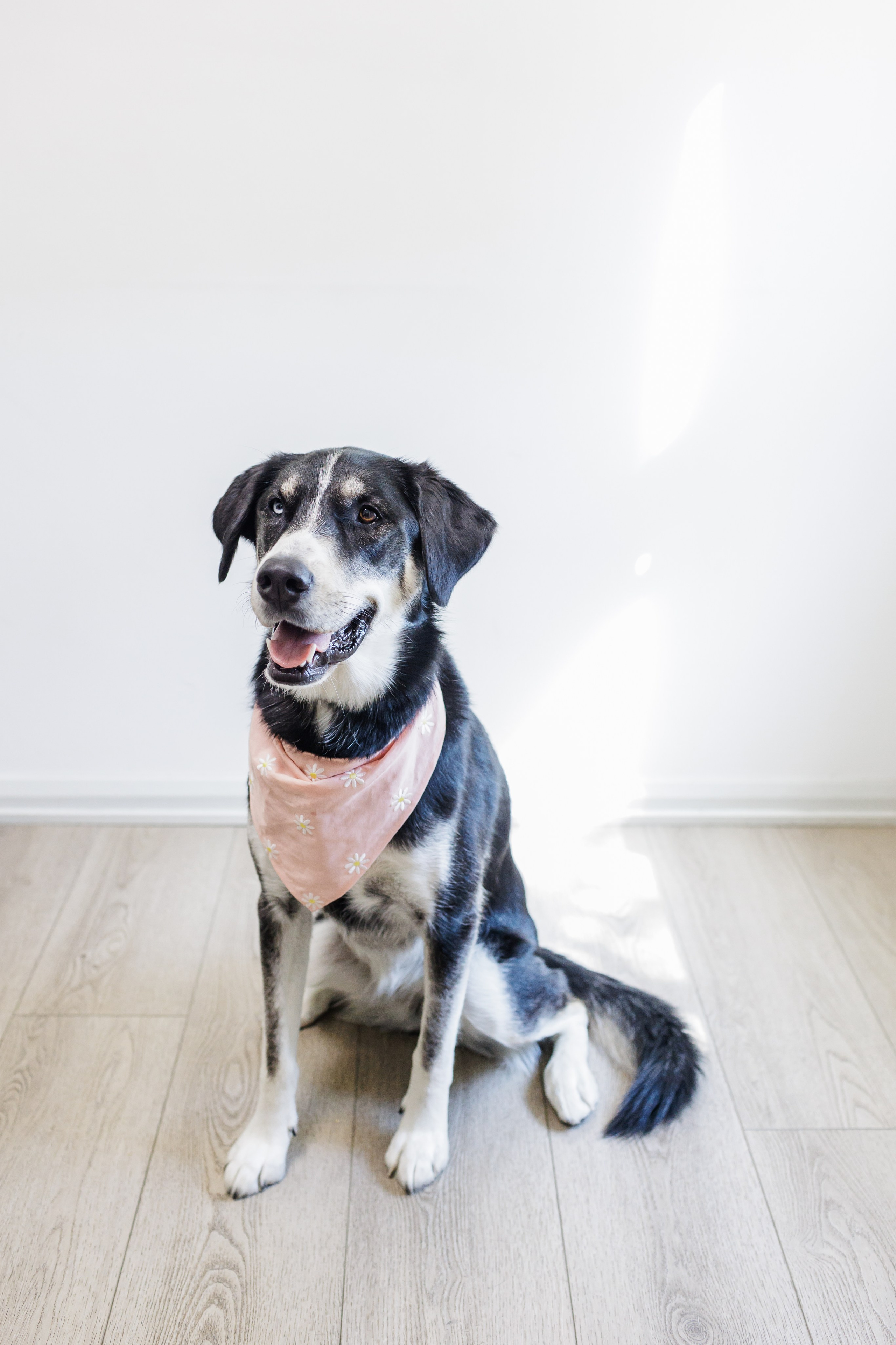 headshot of Veterinary practice employee's own pet dog