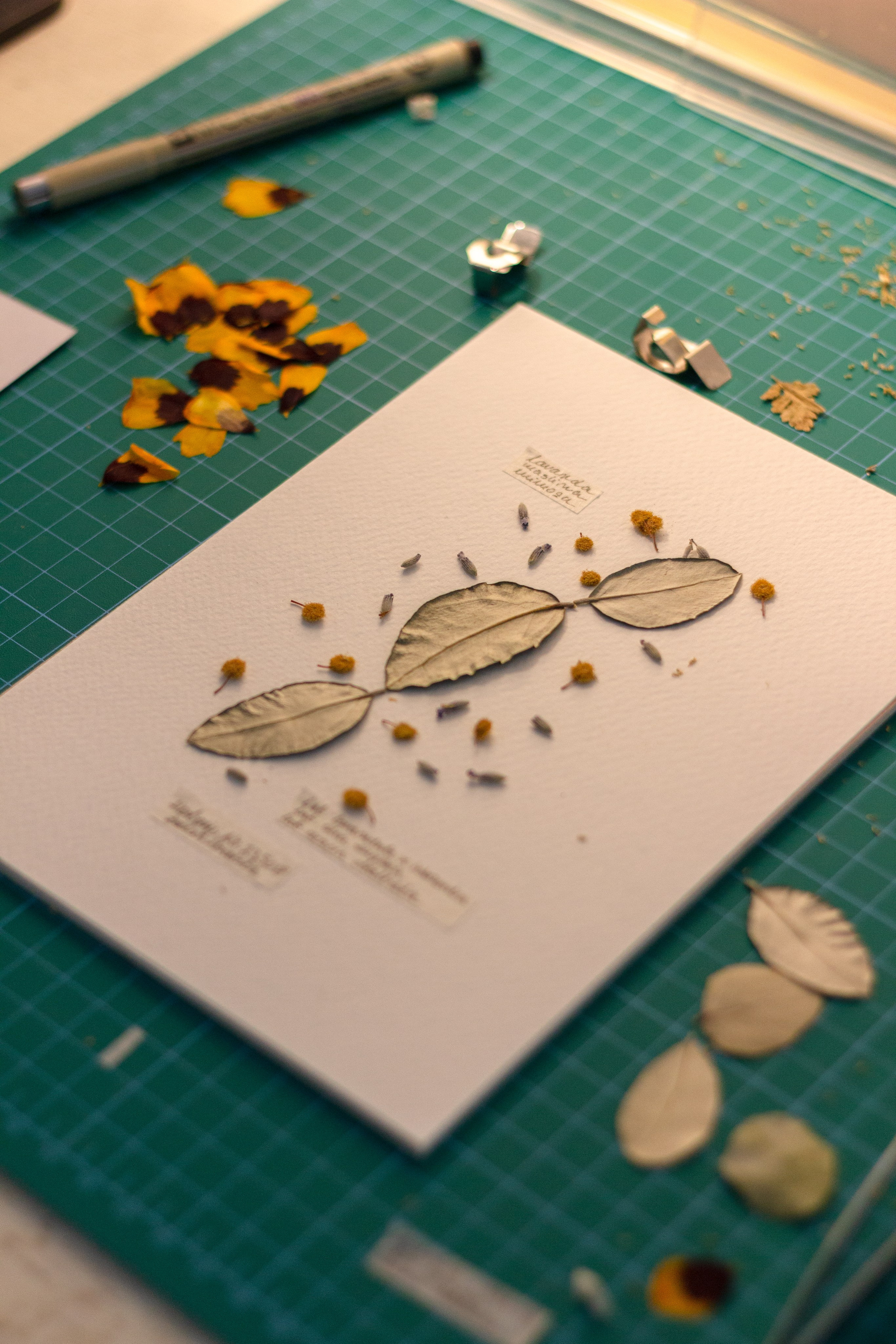 Kontakt. Herbarij studio