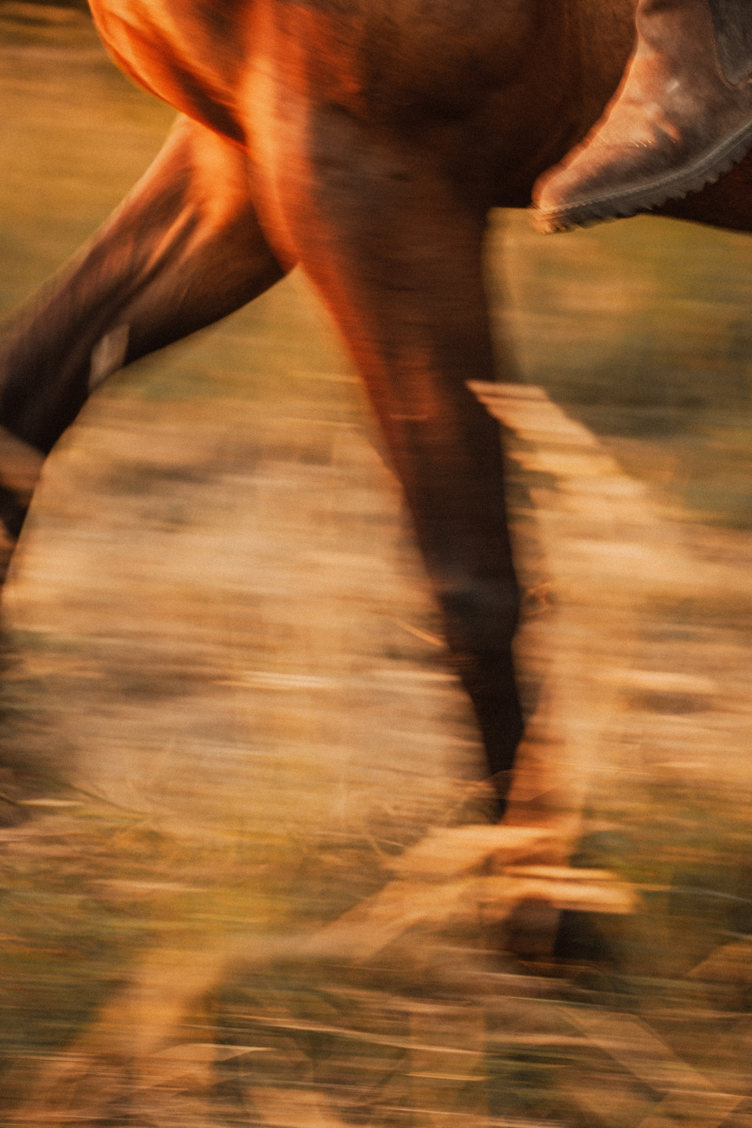 Foulée d’un cheval flou au couché de soleil