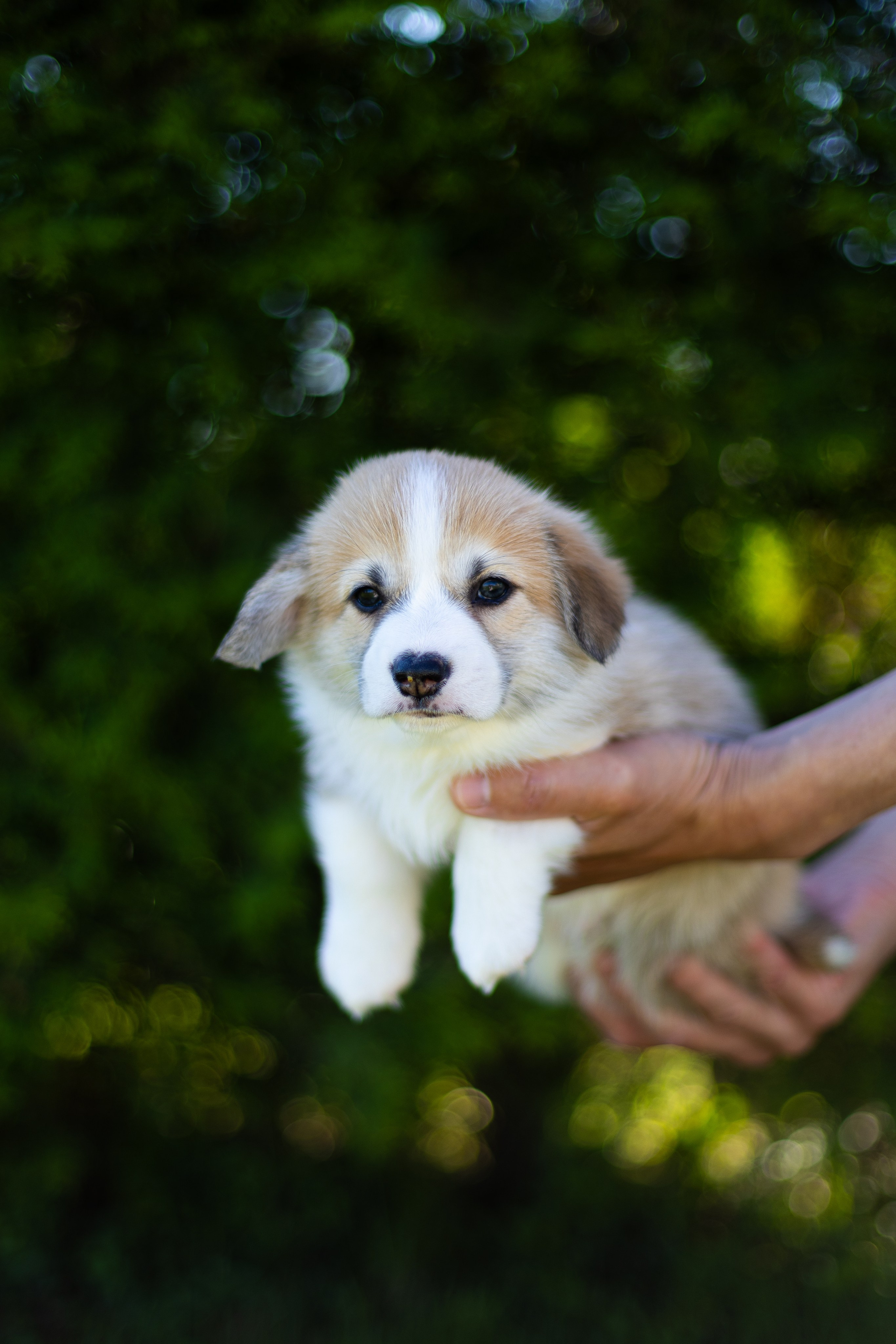 Pennut / puppies. Nordsunfower