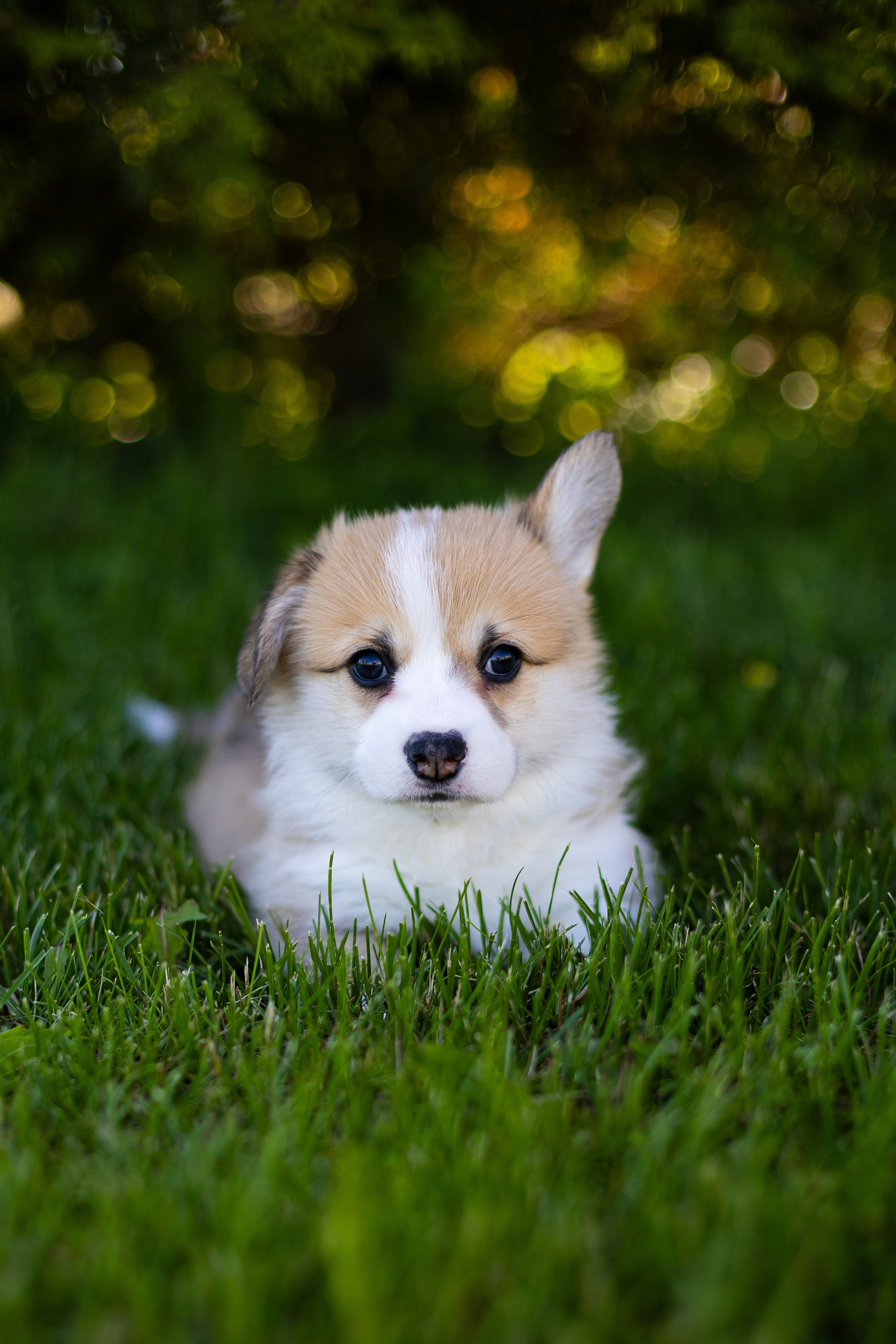 Pennut / puppies. Nordsunfower