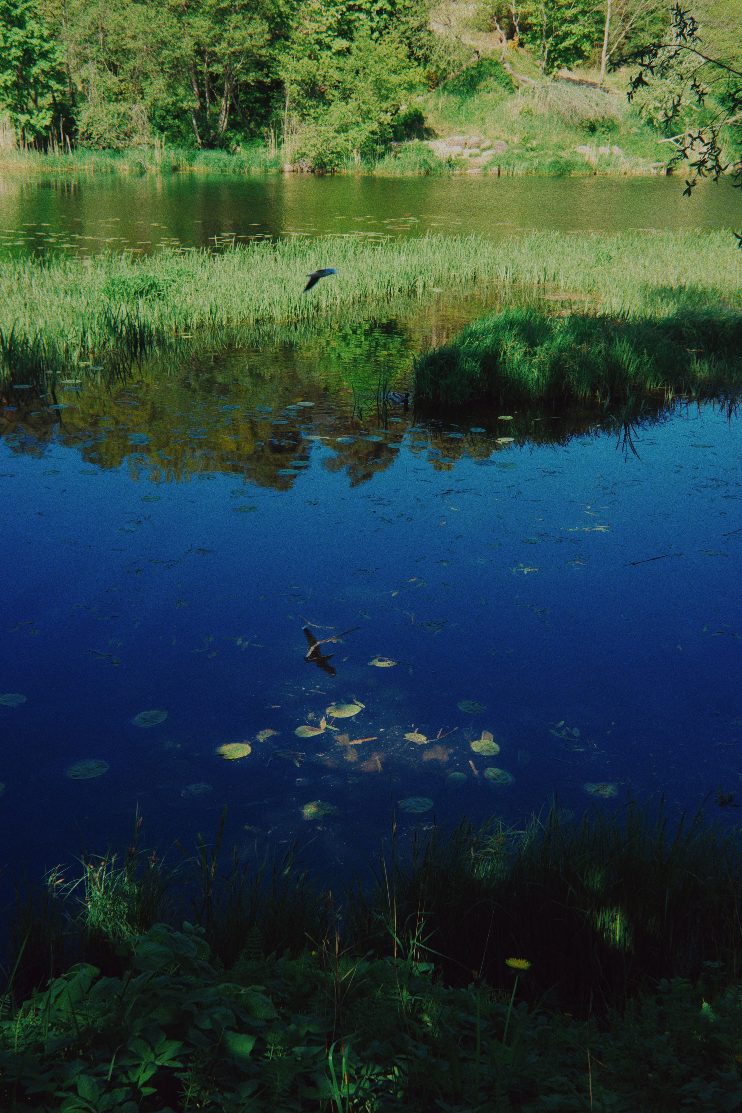 Estonian summer and Ricoh GR IIIx review. Artjom Kutuzov Photography