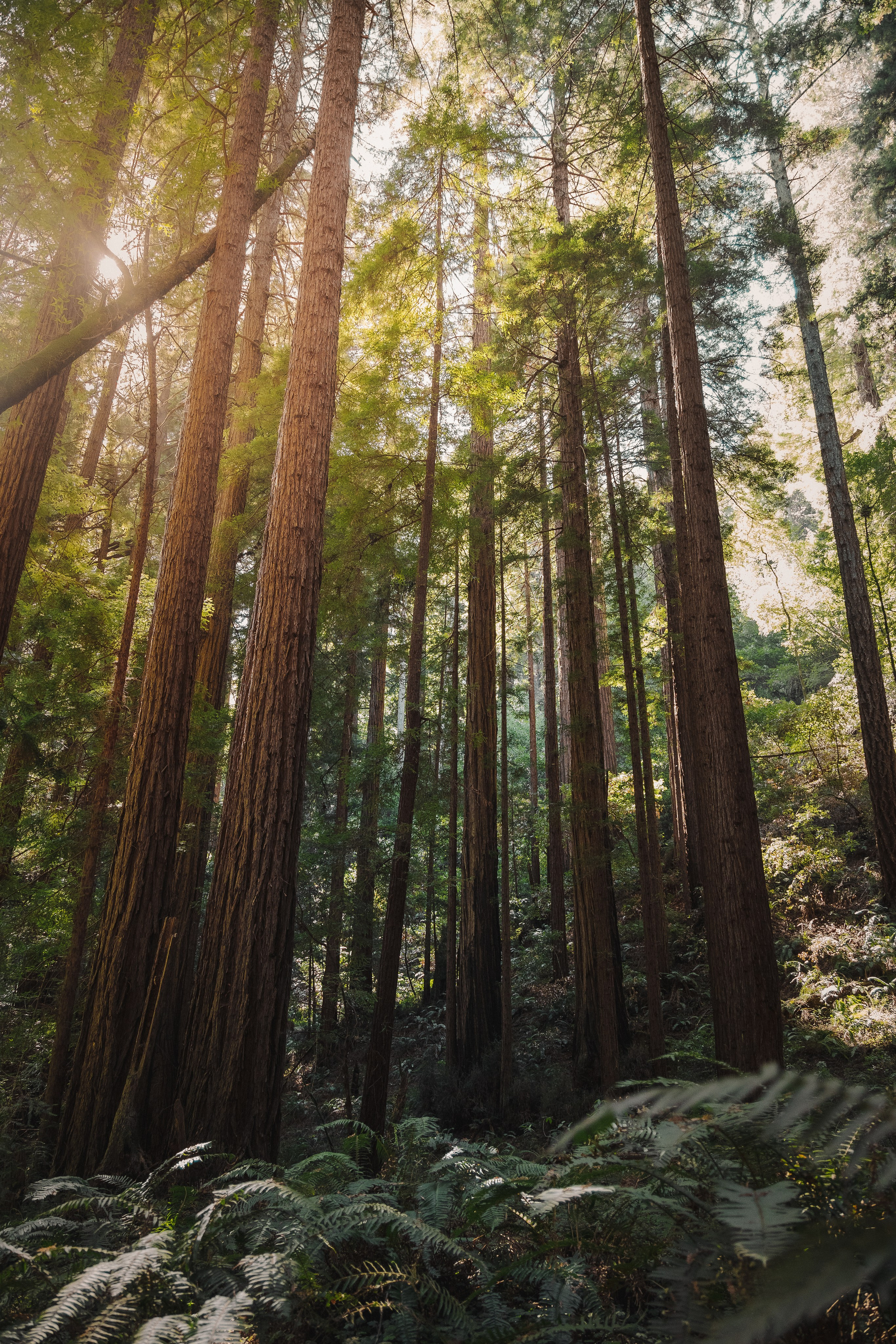 Print shop. Nailya Galibabayeva — San Francisco & Bay Area Photographer