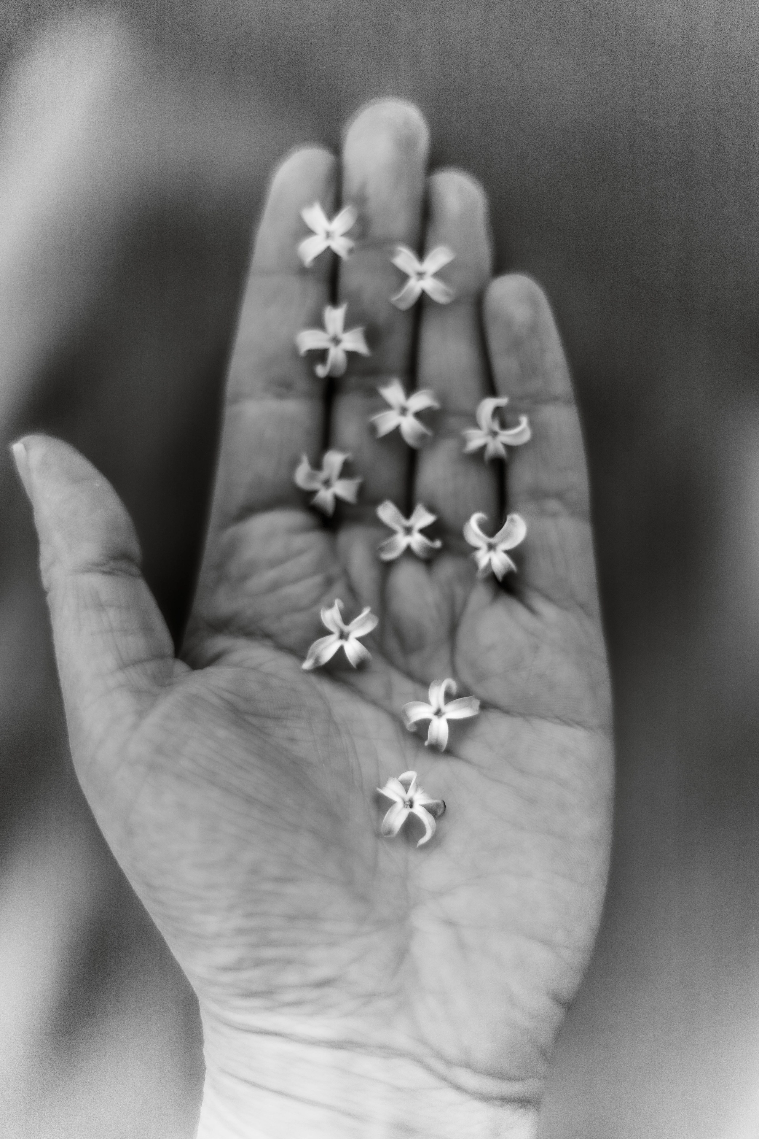 Catalogue of Forgone Objects. Jana Gertz