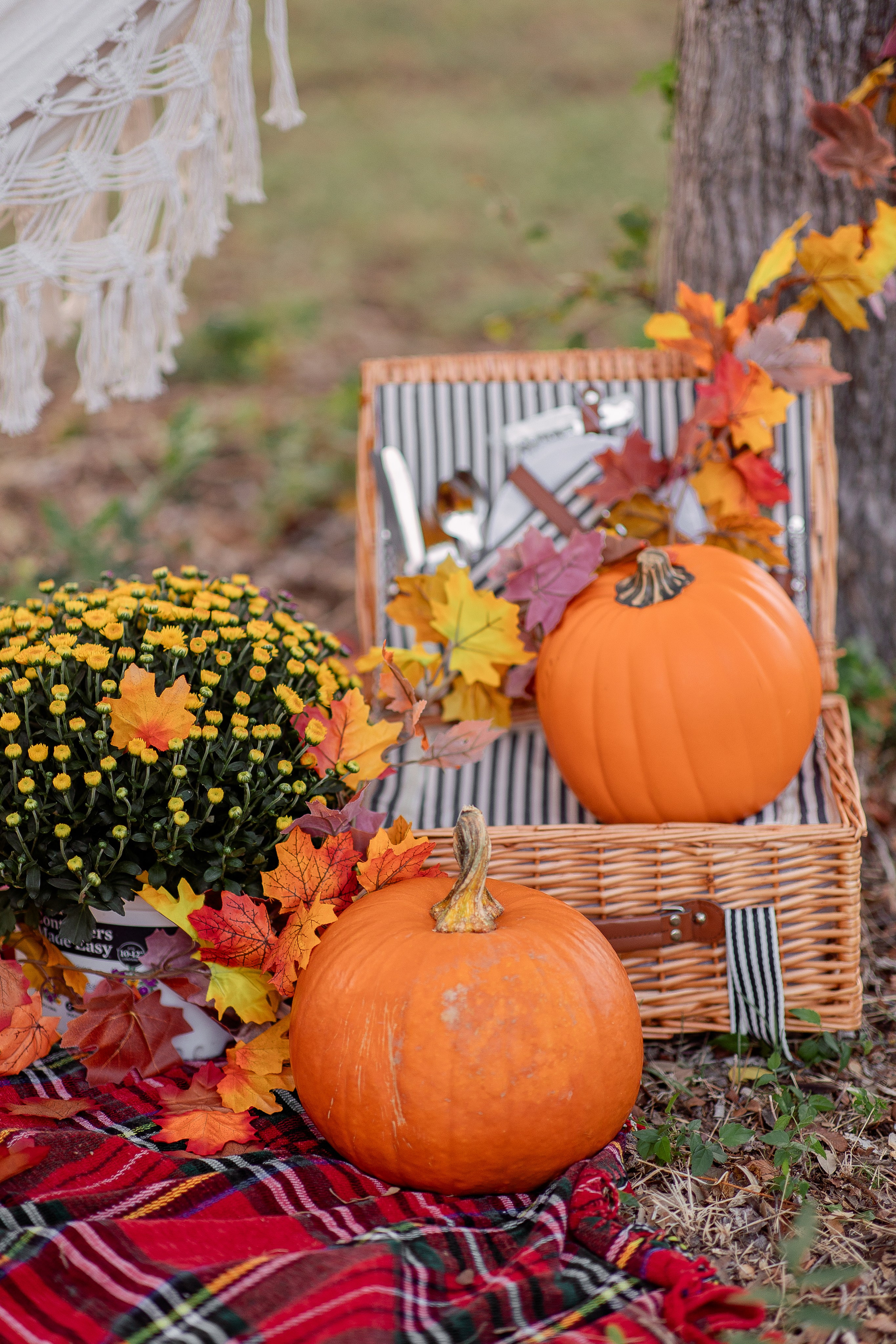 FALL Mini Session. Professional Photography in Austin, TX — Family, Newborn, Maternity