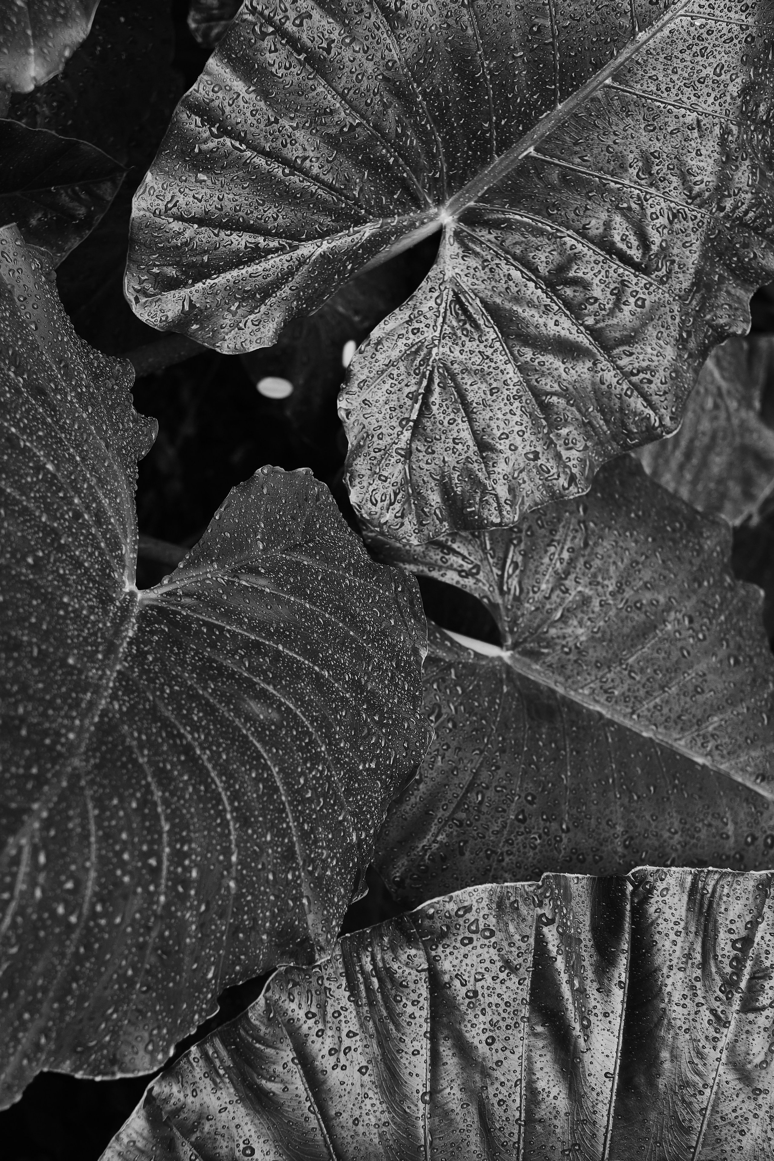 Echolith. Nature art photography by Petr Nabutov