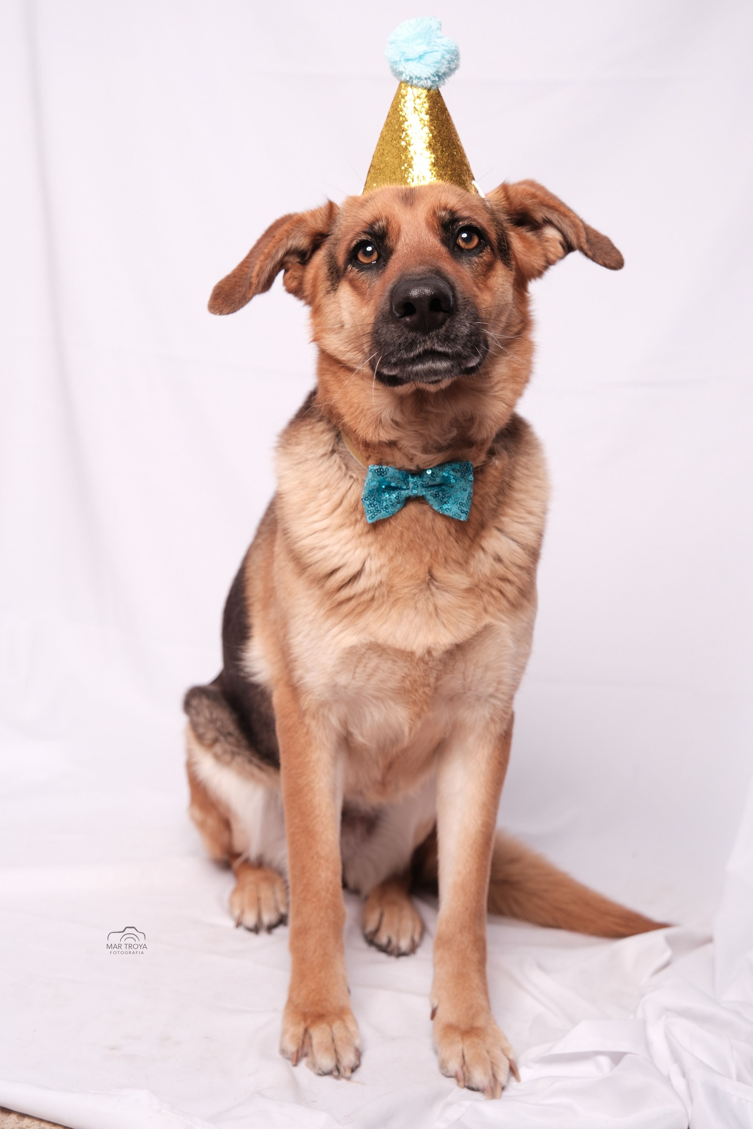 Fotografía de mascotas. Fotos con huella, fotografía de perros y mascotas en Sevilla