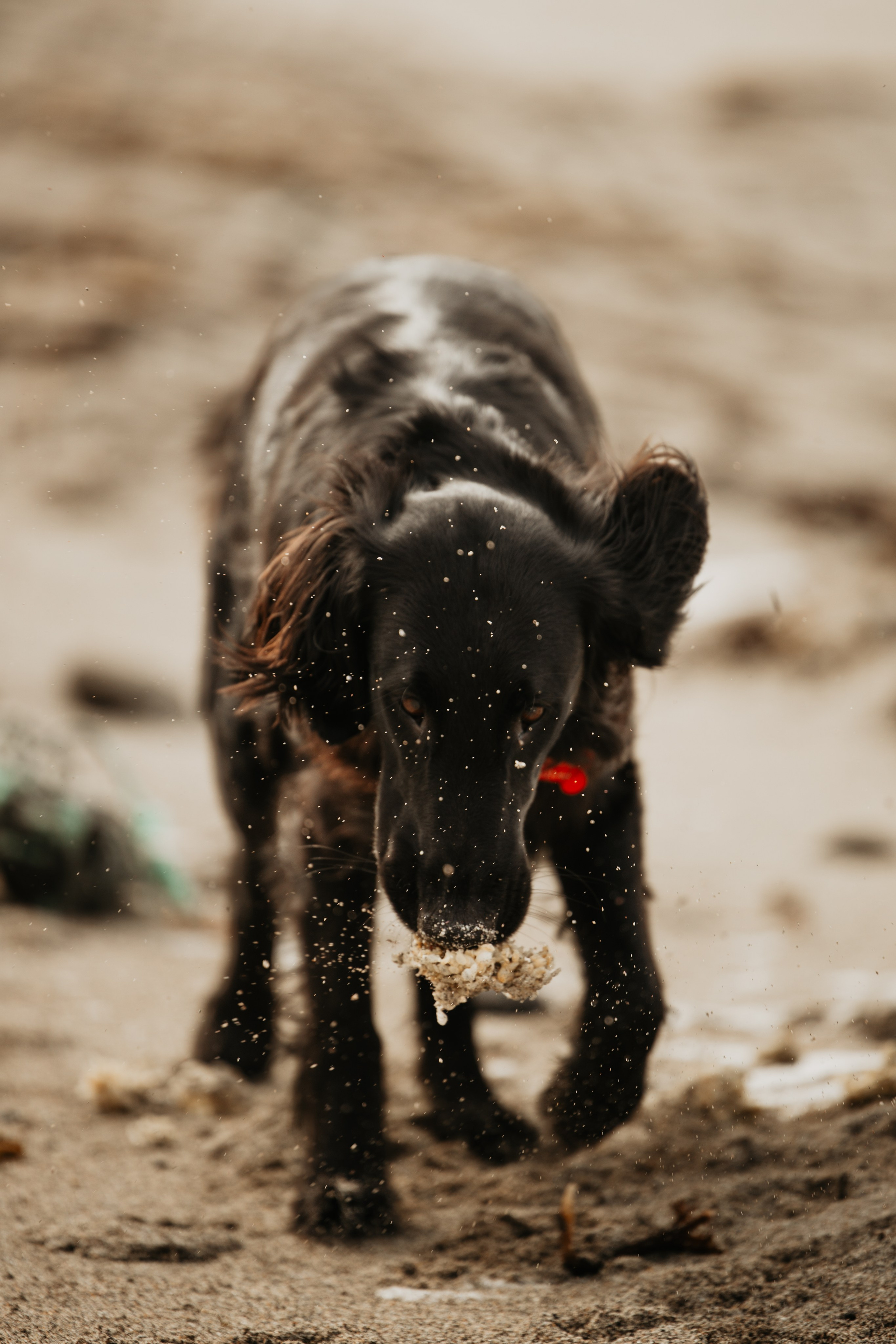 Flat coated retriever, Mia
