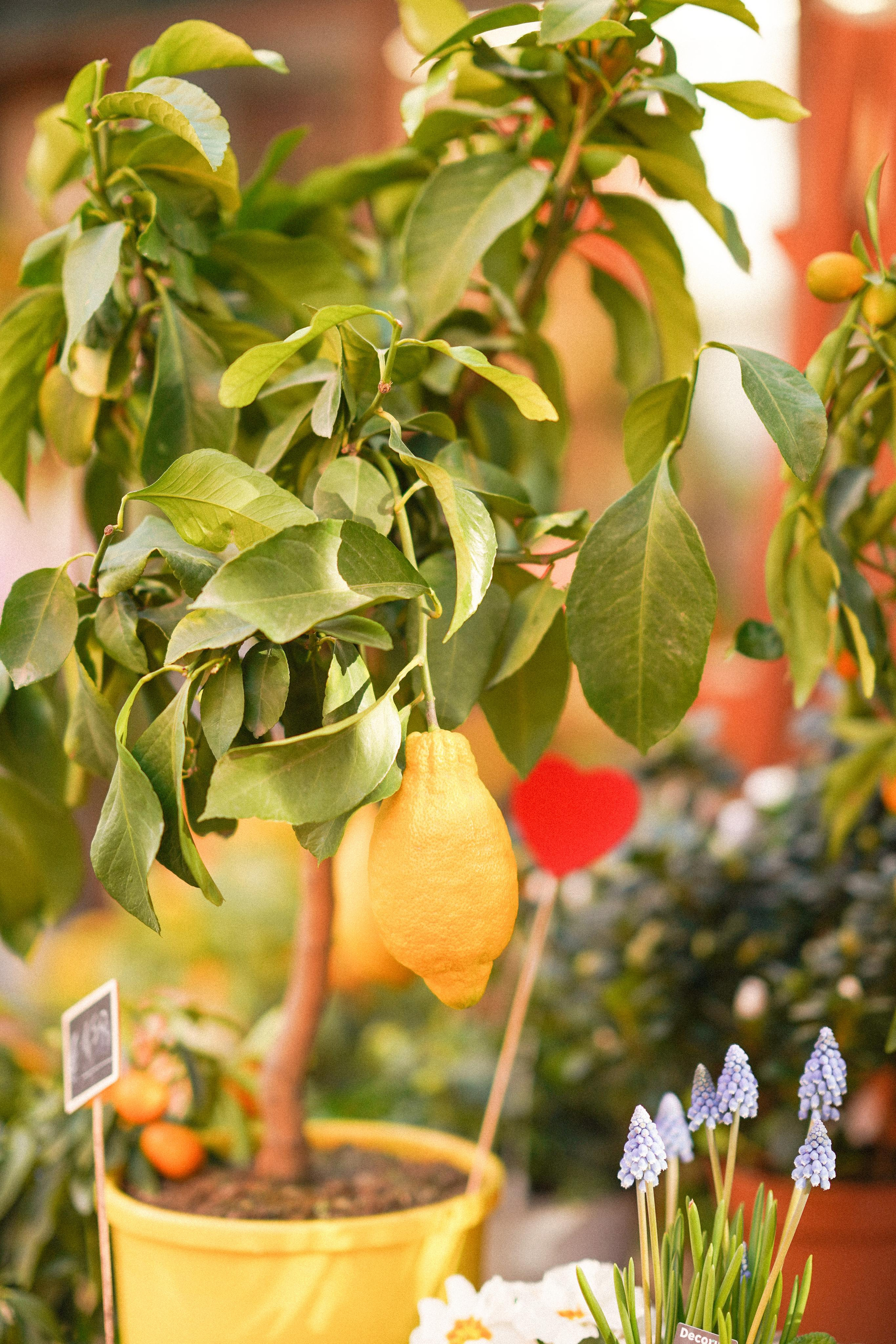 February Venice 2022