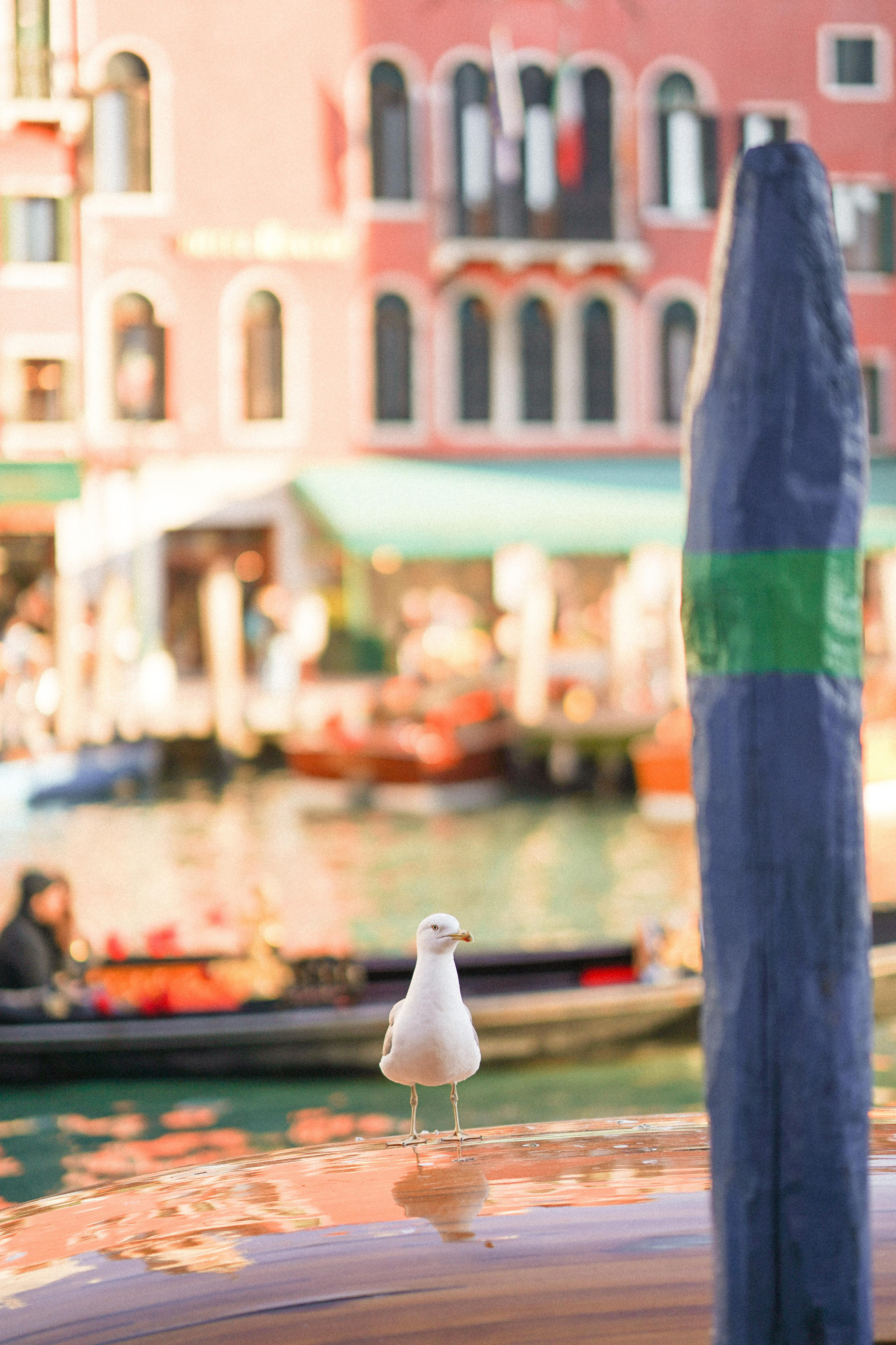 February Venice 2022