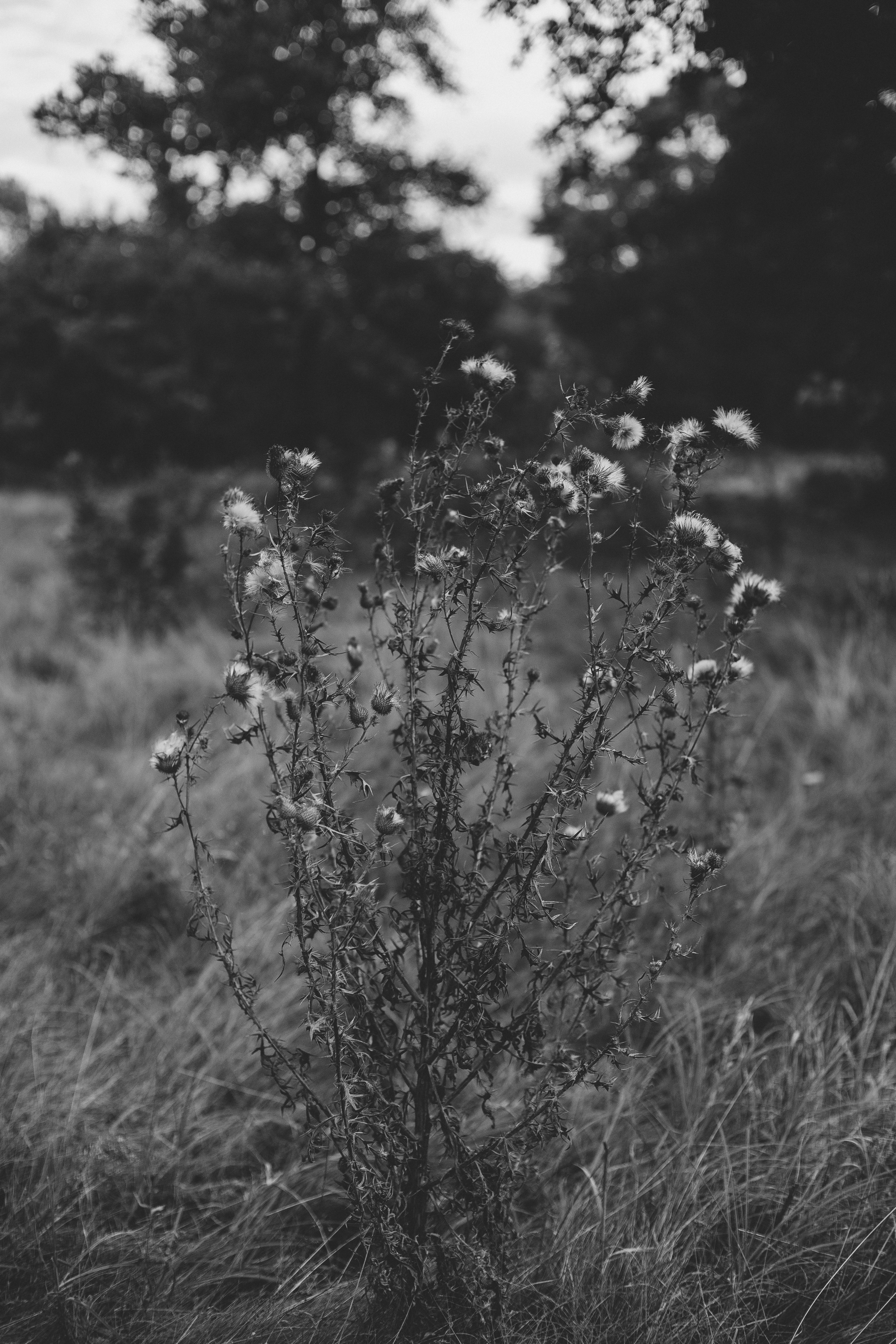 ГОТУЄМОСЯ ДО СІМЕЙНОЇ ФОТОСЕСІЇ. Весільний фотограф Іршава - Віталій Семак