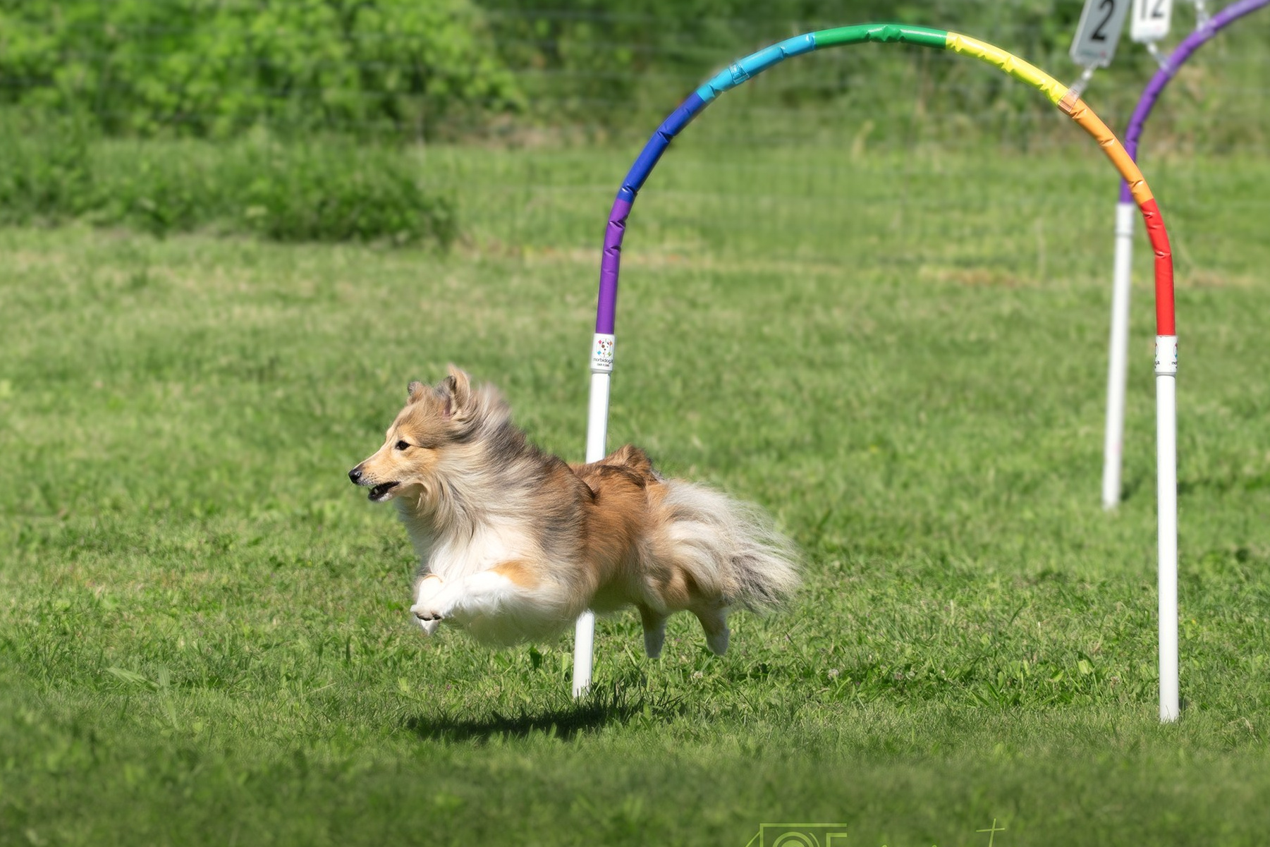 Un Shetland Sheepdog salta attraverso un cerchio dai colori dell'arcobaleno gli hoopers durante un percorso di agilità. Il cane è completamente sollevato da terra, con lo sguardo concentrato sull'ostacolo successivo. Sullo sfondo, si vedono altri cerchi e indicatori numerati, tra cui il 12 e il 6, che segnano diverse parti del percorso. L'erba verde e la vegetazione circostante incorniciano la scena, enfatizzando l'energia e la precisione del movimento. hoopers, cinofilia a cattolica, addestramento cani a cattolica, dogphotograpahy