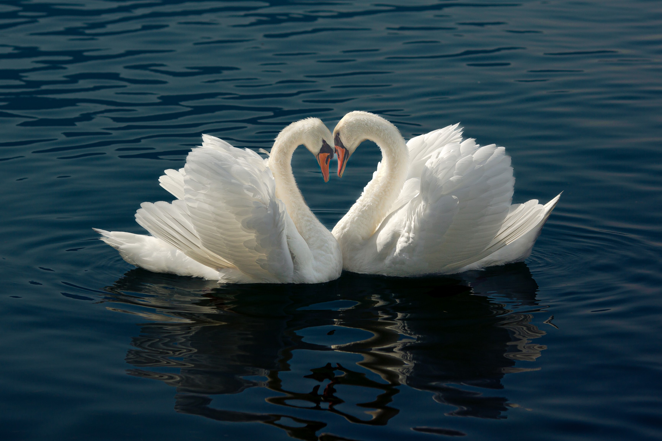Beauty hunters. Portret photographer in Switzerland Artur Magpie