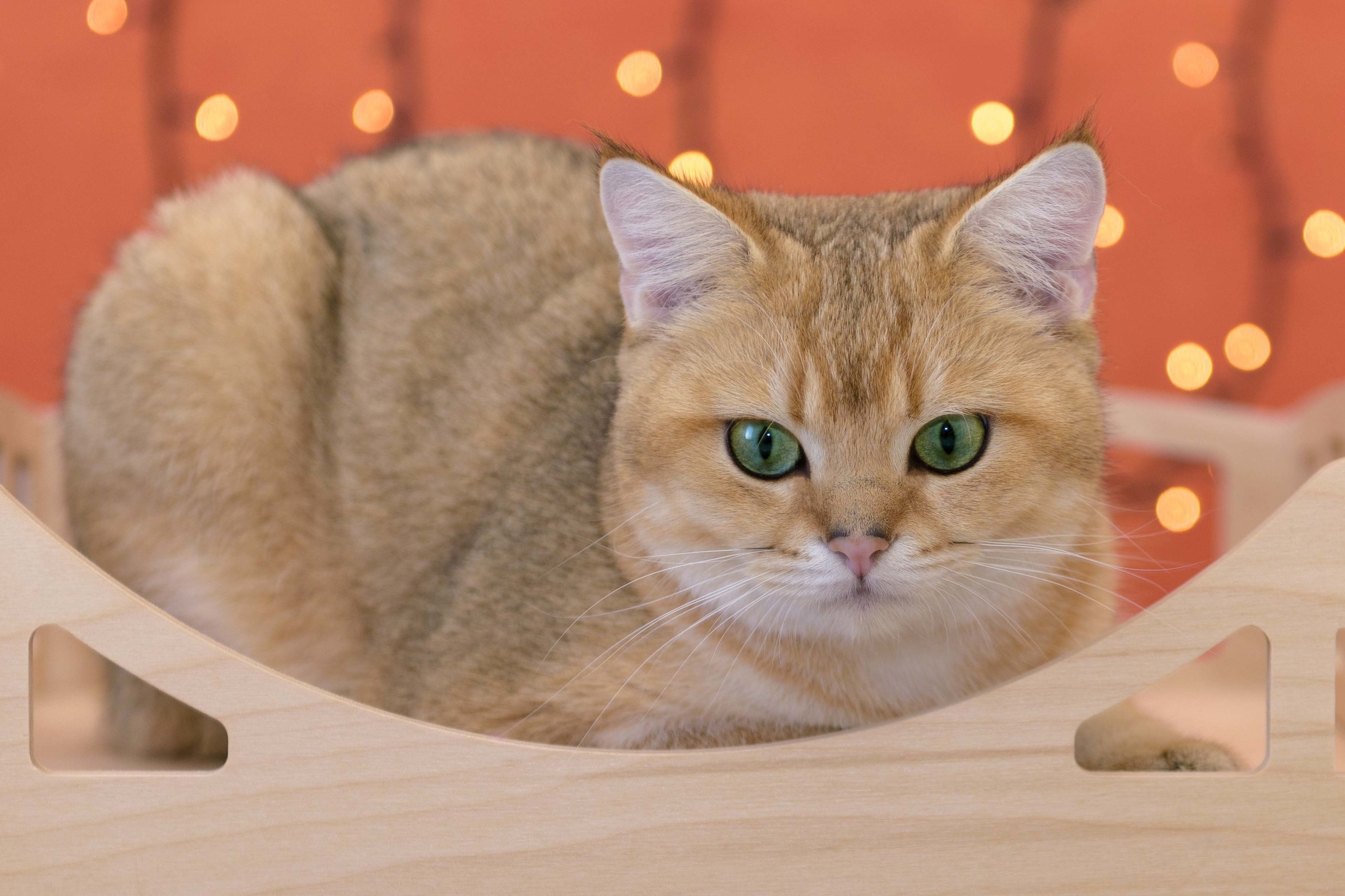 британские кошки, британские золотые кошки, британские золотые шиншиллы, питомник британских кошек, питомник золотых шиншилл, купить британскую кошку, питомник британских шиншилл Владивосток