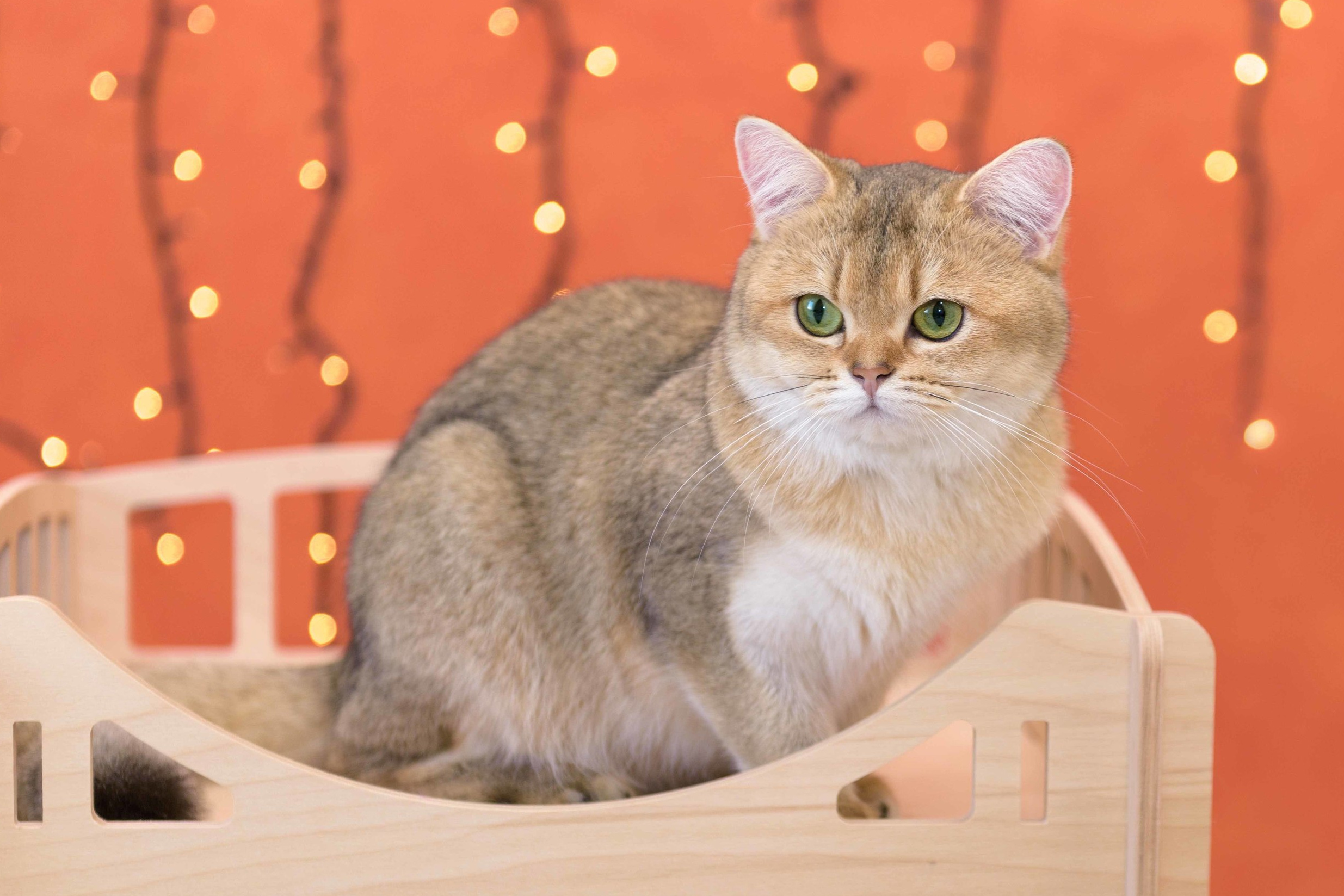 британские кошки, британские золотые кошки, британские золотые шиншиллы, питомник британских кошек, питомник золотых шиншилл, купить британскую кошку, питомник британских шиншилл в Греции