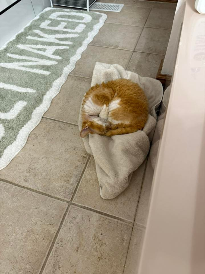 Dobby, boy. Devon Rex Pixie Cattery