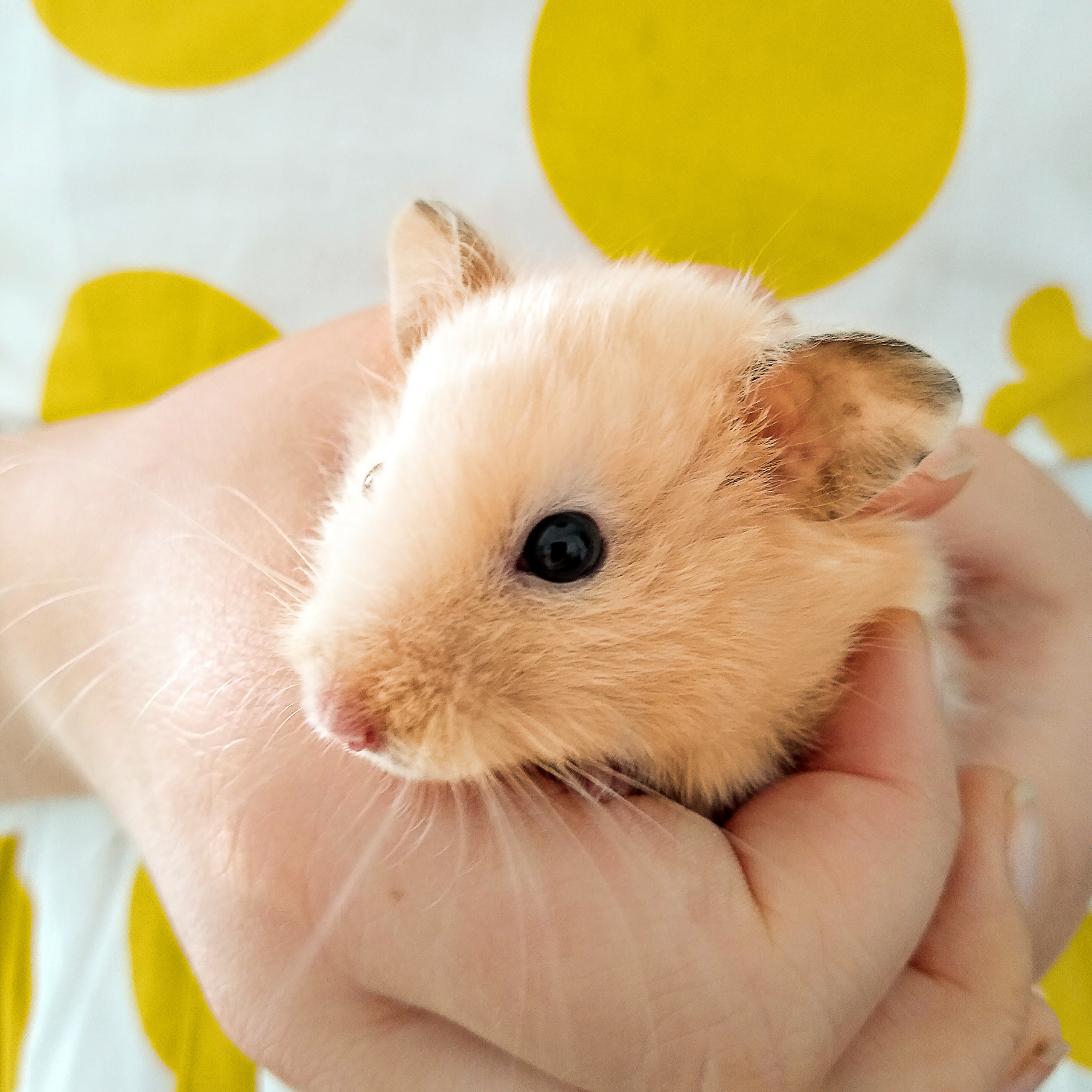 Kiki-Niki-Cha! Learn, play, and discover with us!