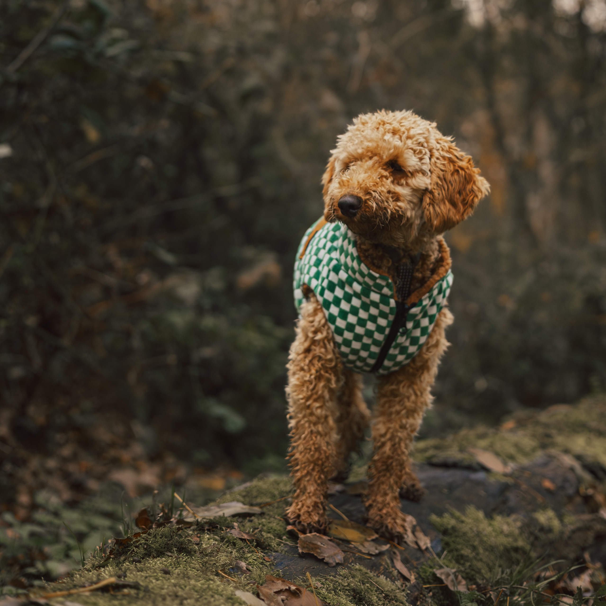 Dog & Cat Photographer Rotterdam | Natalia Olhova. Romantic & Soulful Photography by Natalia Olhova in Rotterdam