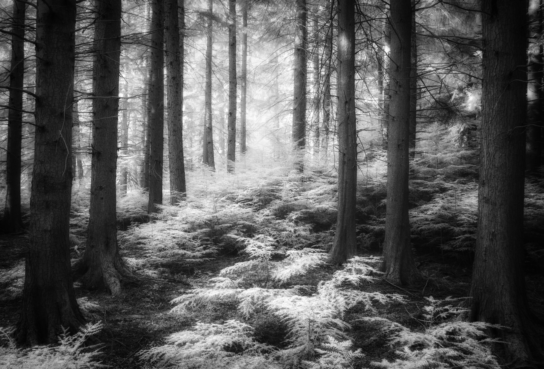 Cawdor Woods in infrared black and white