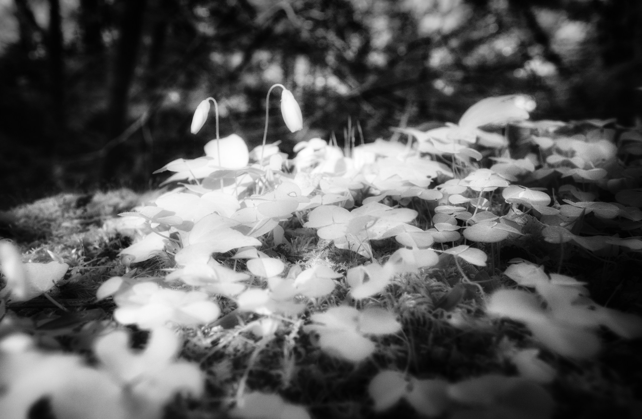 Wood Sorrell in infrared black and white