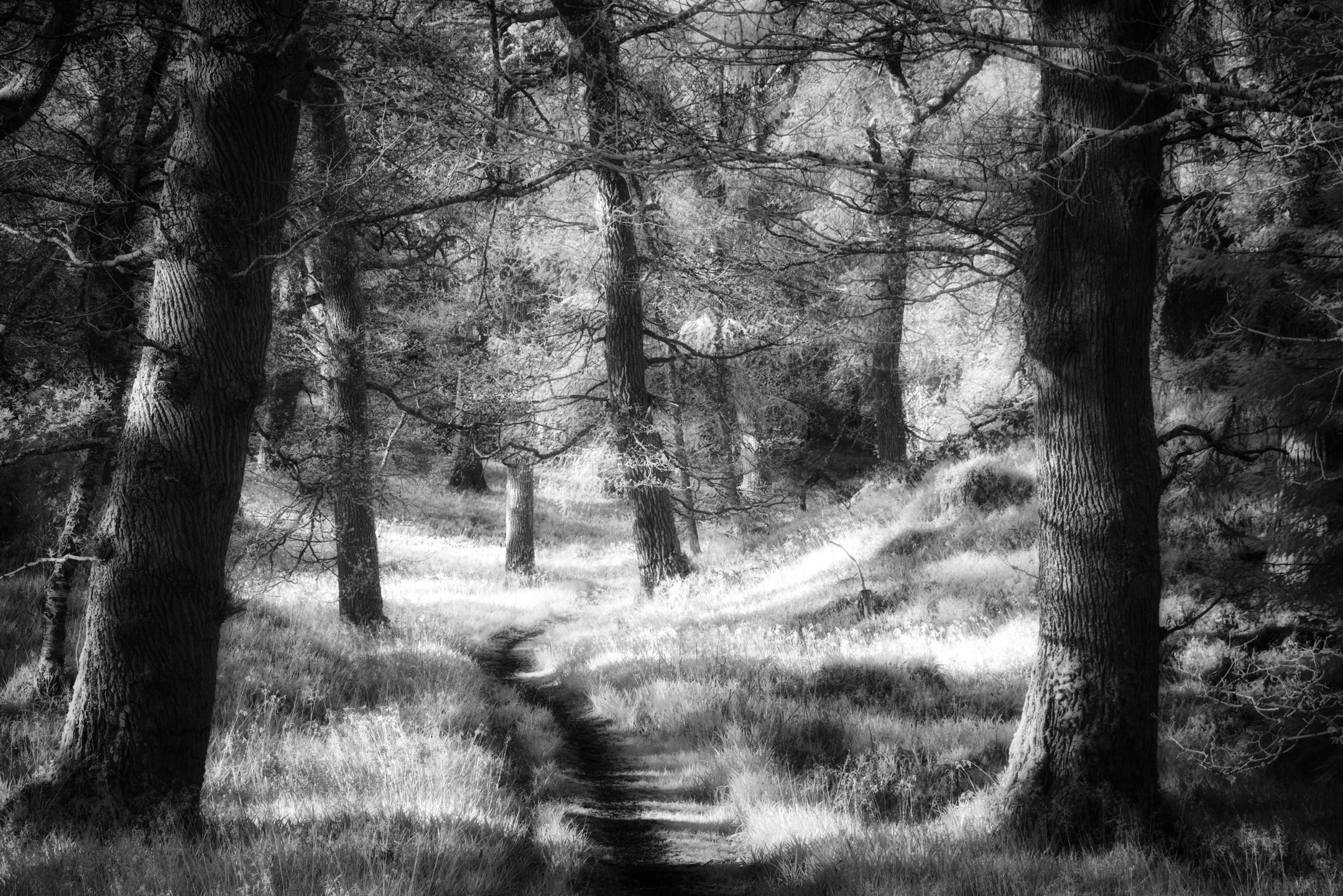 Cawdor Woods in infrared black and white
