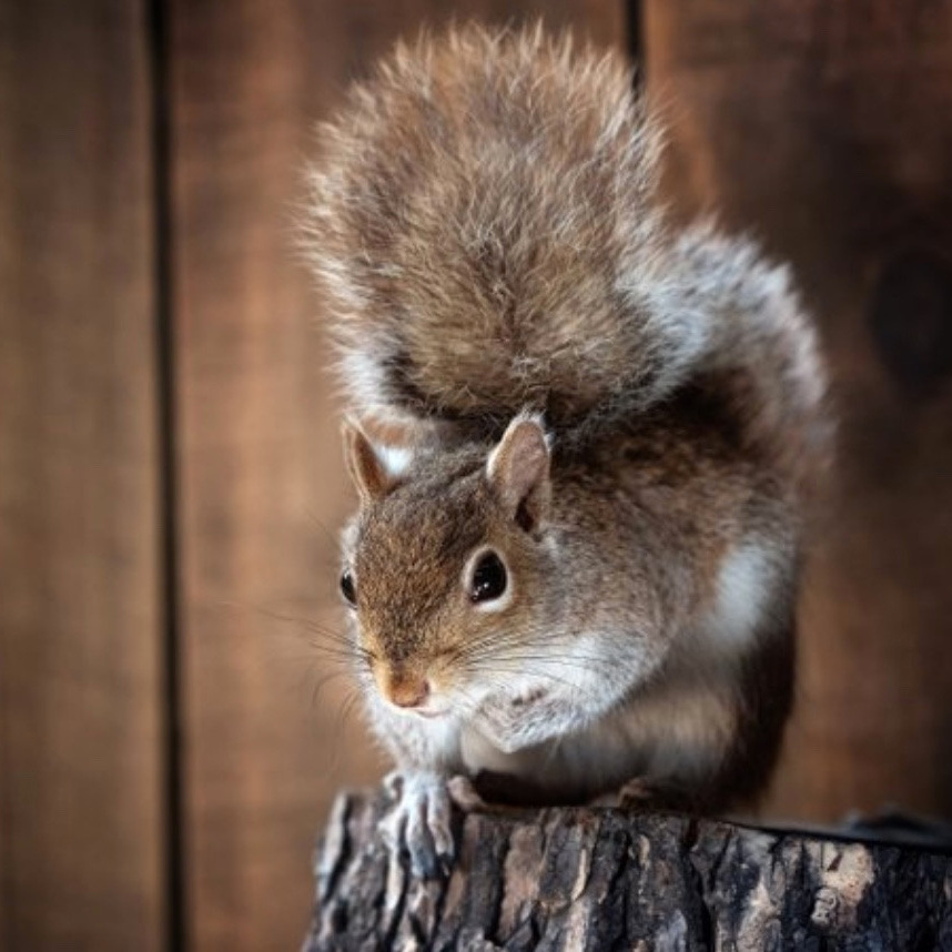ANIMALS. Photographer Irina Kozhemyakina. Houston