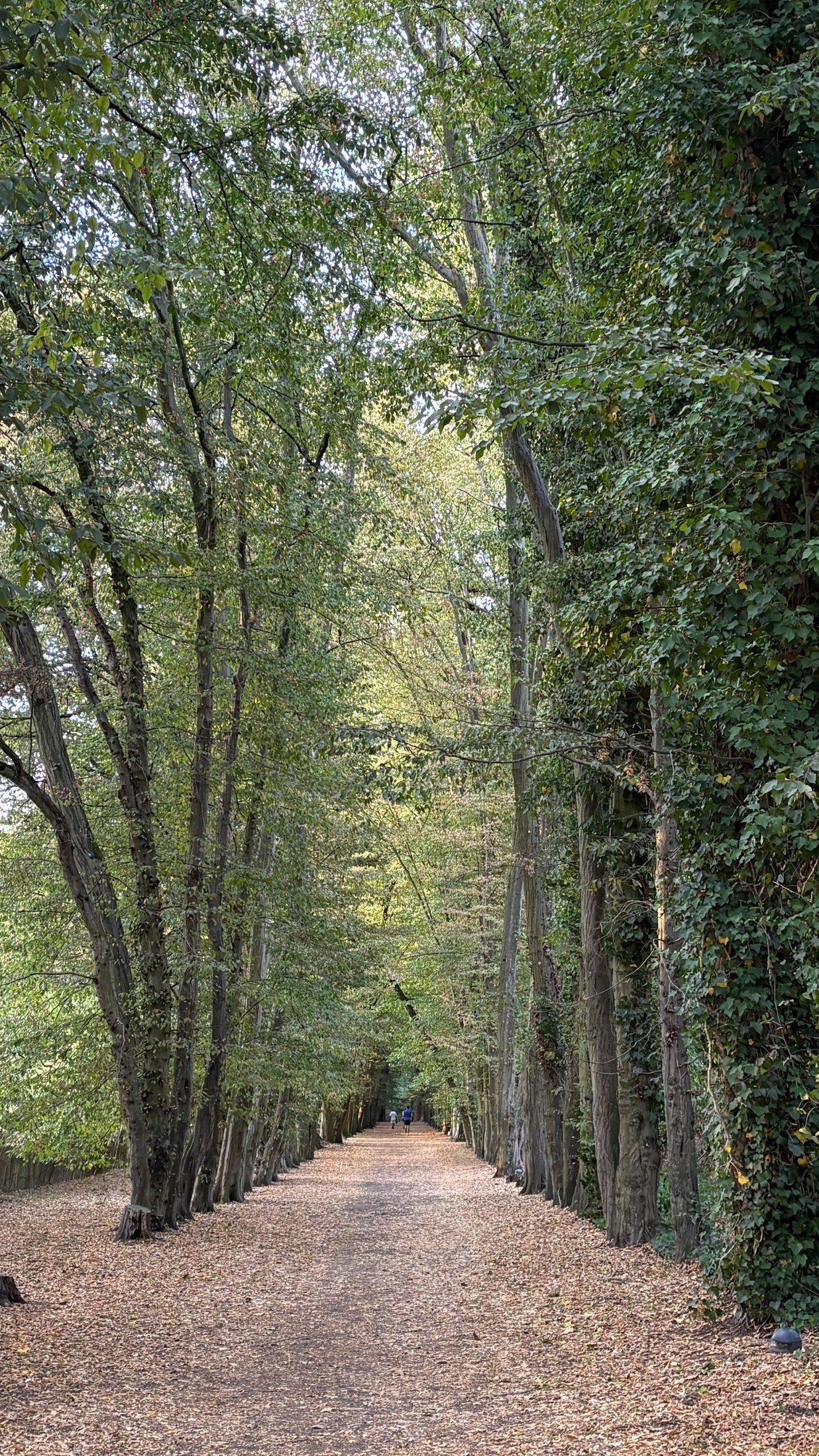 Herfst mini’s Bokrijk 11 oktober’26. Zwangerschapsfotografie, newborn, gezinnen, branding, liefde én geboortefotografie