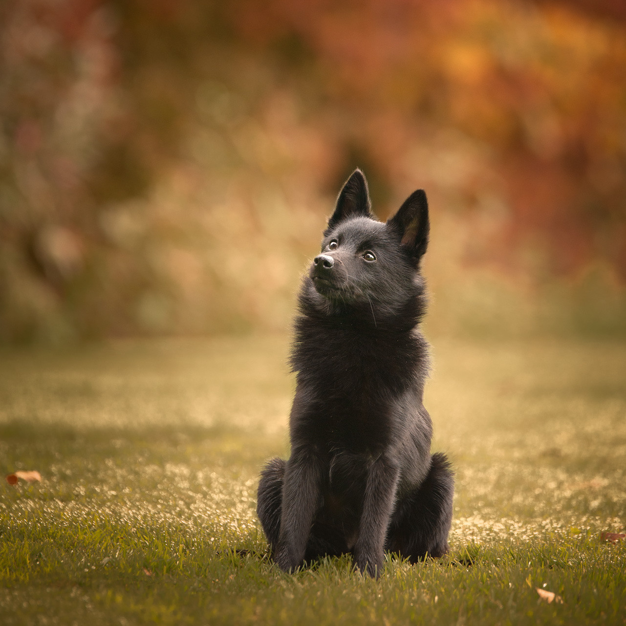 Impressum Brilliance Photography Darja Damer. Tierfotografie und Familienfotografie in der Hallertau