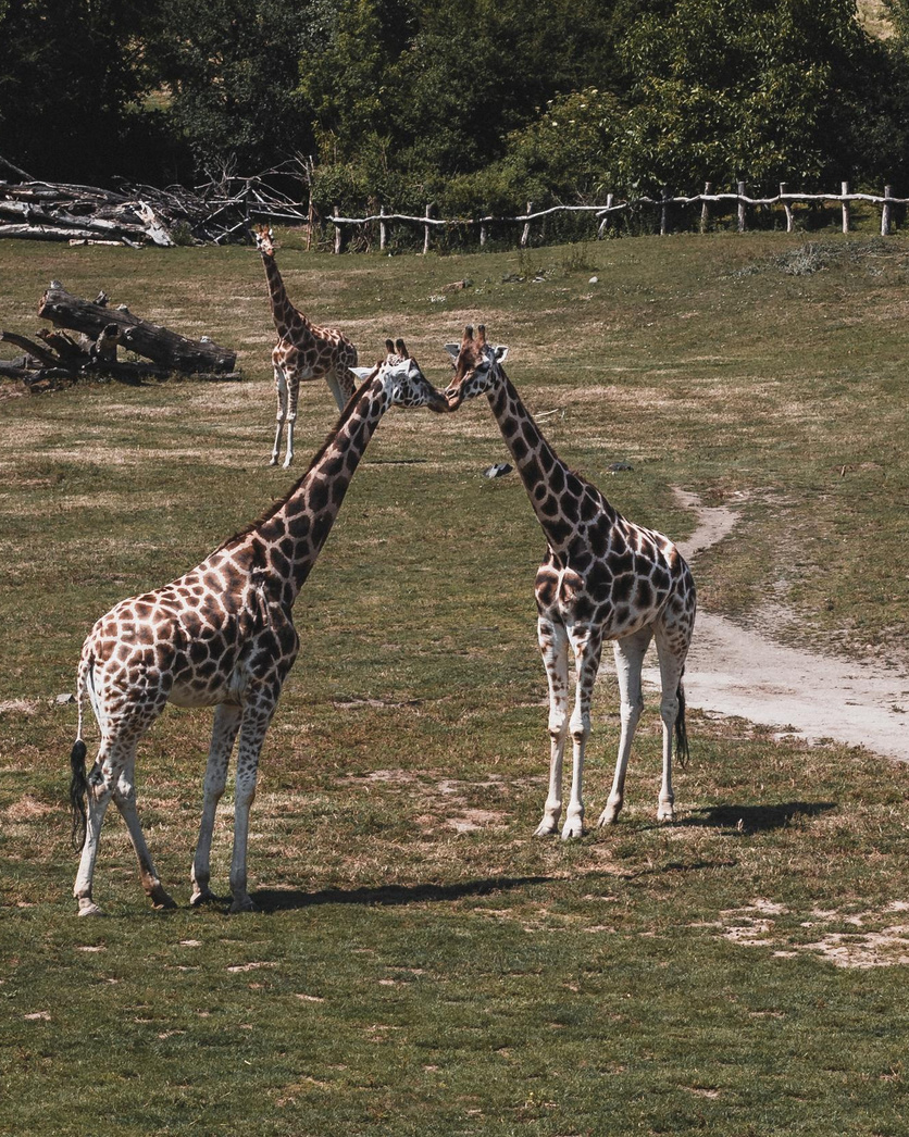 Víra v cokoliv, co ti pomáhá je síla, která tě drží nad vodou, i když se topíš. Dana Lišková — Empatická fotografka | Introspektivní umělkyně | Neurodivergentní koučka| Zakladatelka Artepy.cz