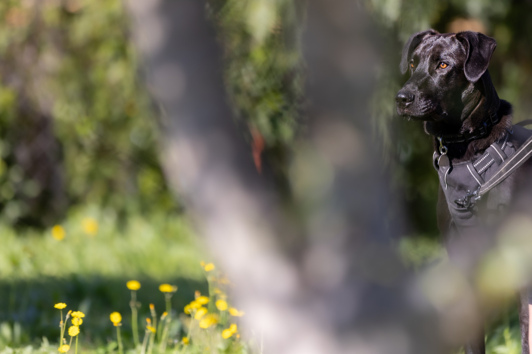 People & pet photographer based in Barcelona