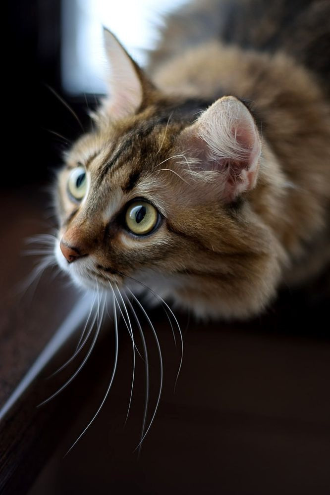 Photography Awards and Competitions — Achievements in Abu Dhabi and Beyond. Mariia Safronova is your photographer in Abu Dhabi and Dubai