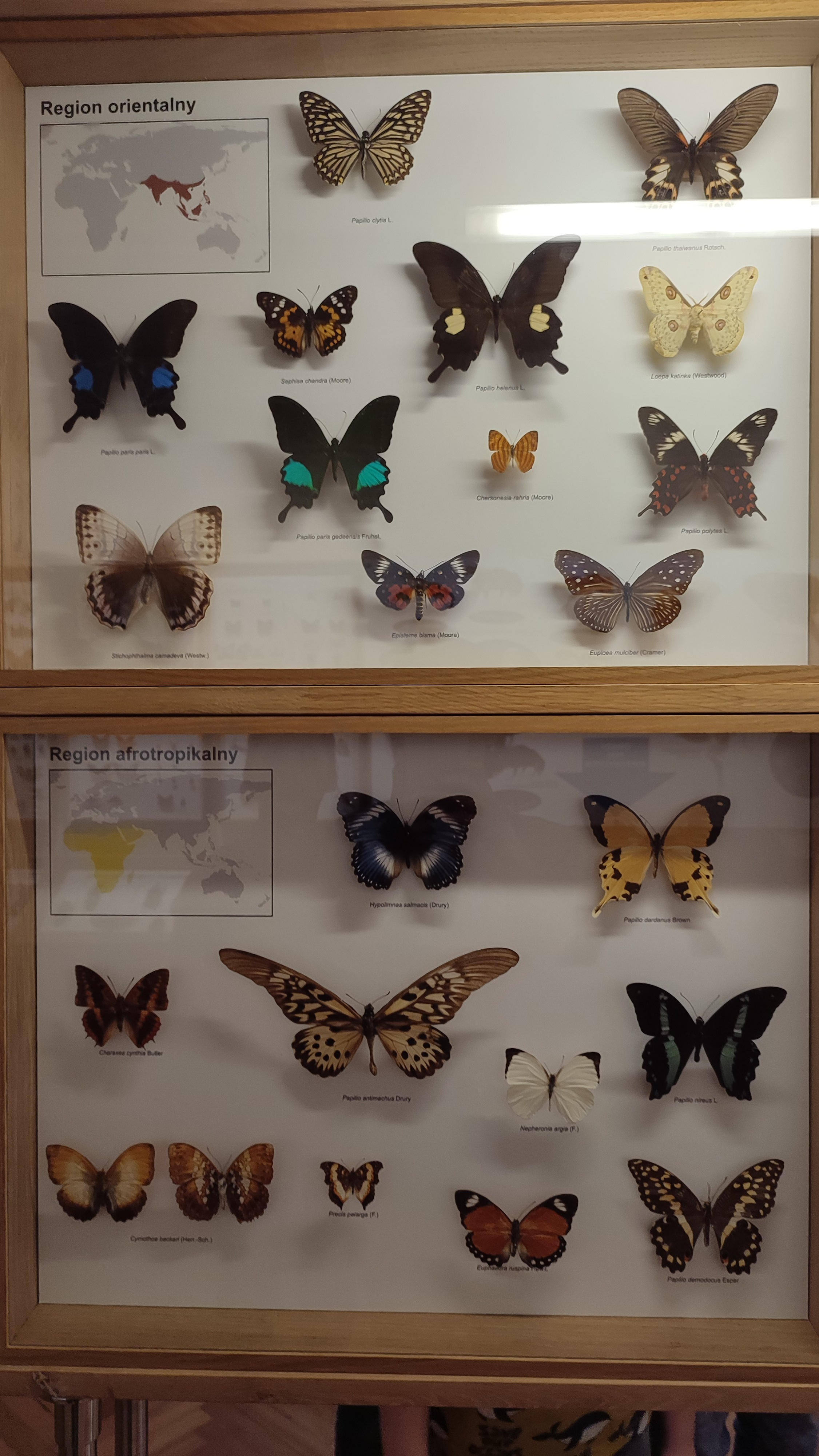 мотильки, які знаходяться в природничому музеї Вроцлава