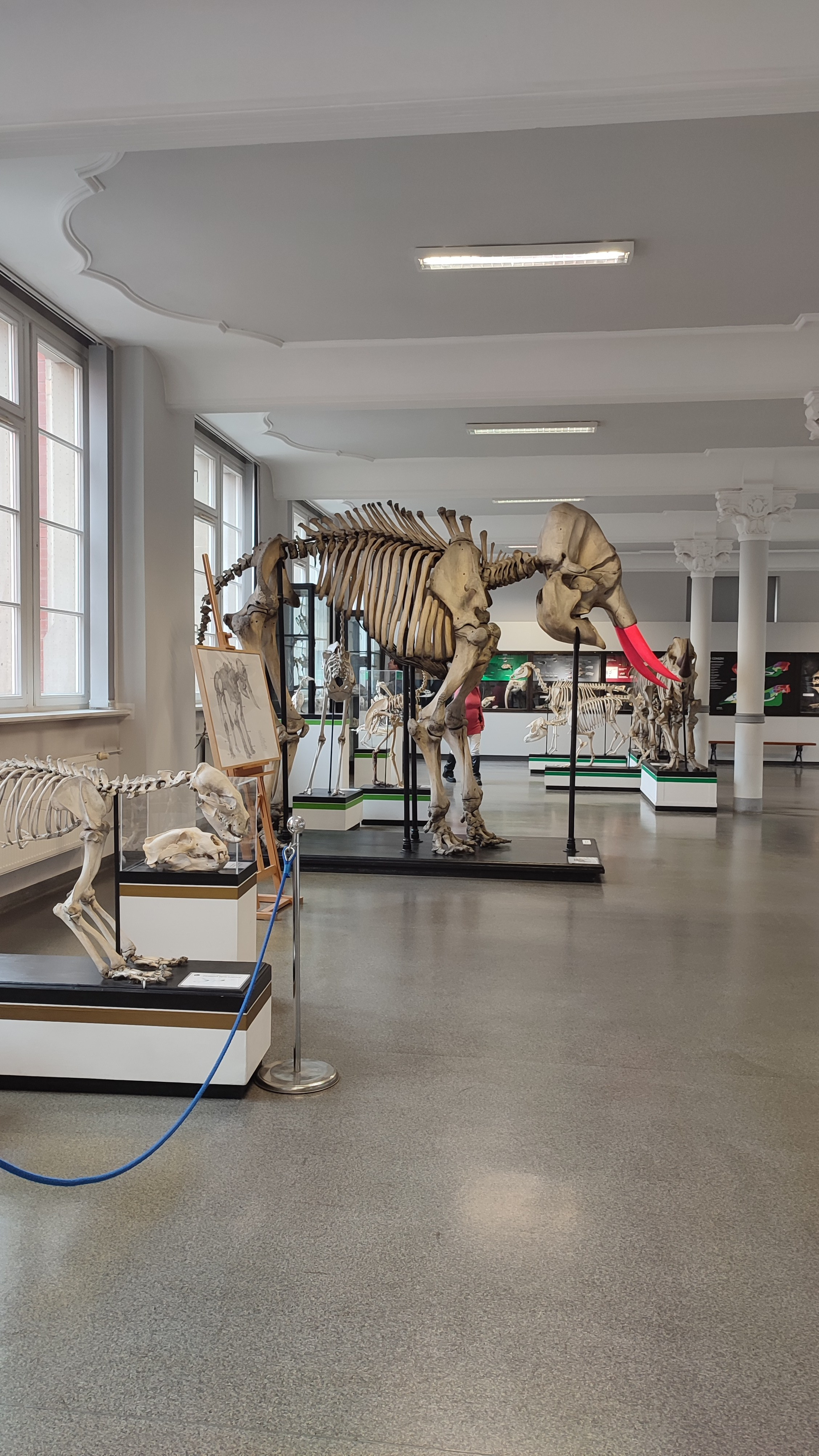 Великий скелет слона в музеї природи