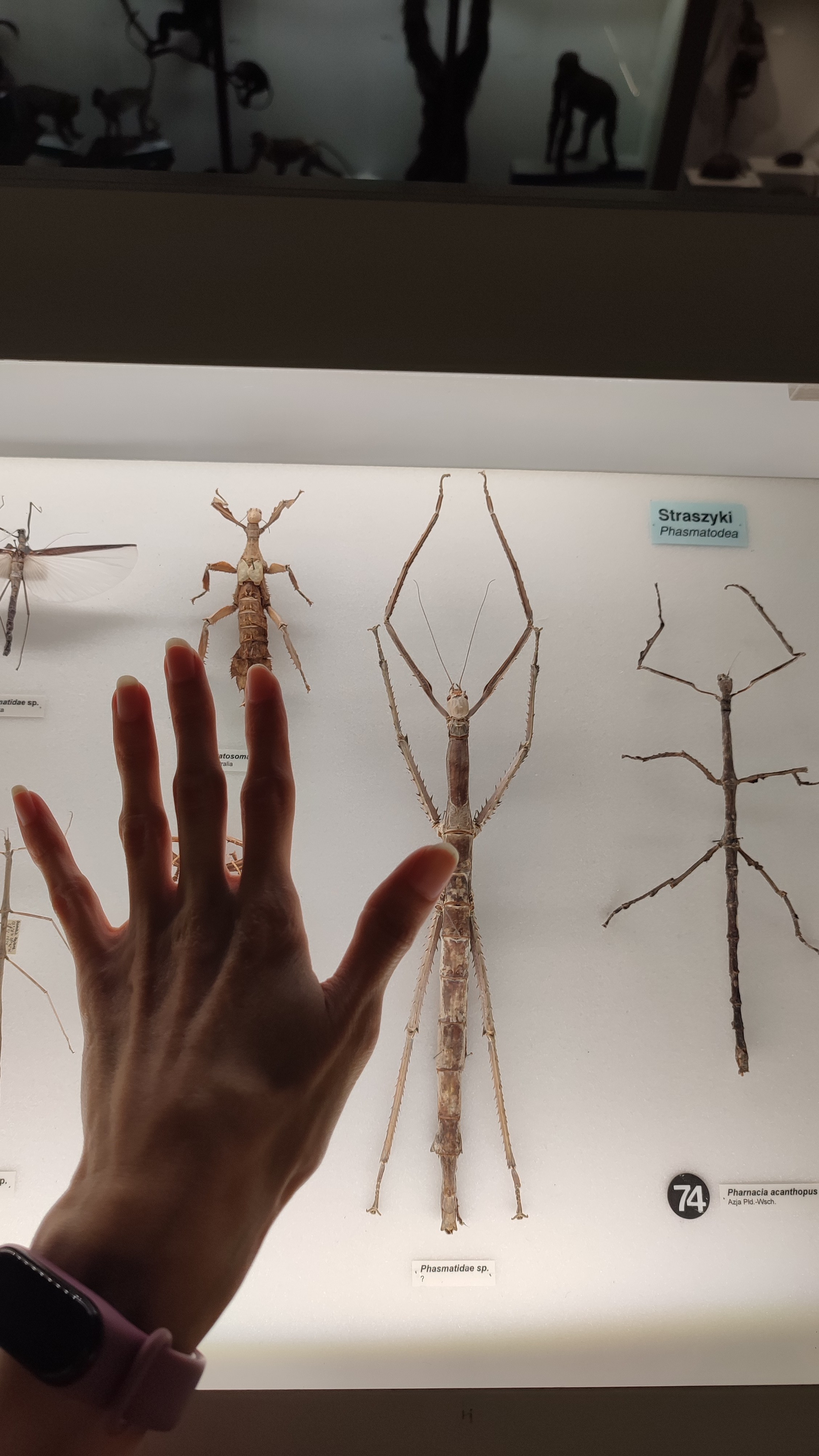 Дуже велика комаха, яка навіть більше руки на фотографії